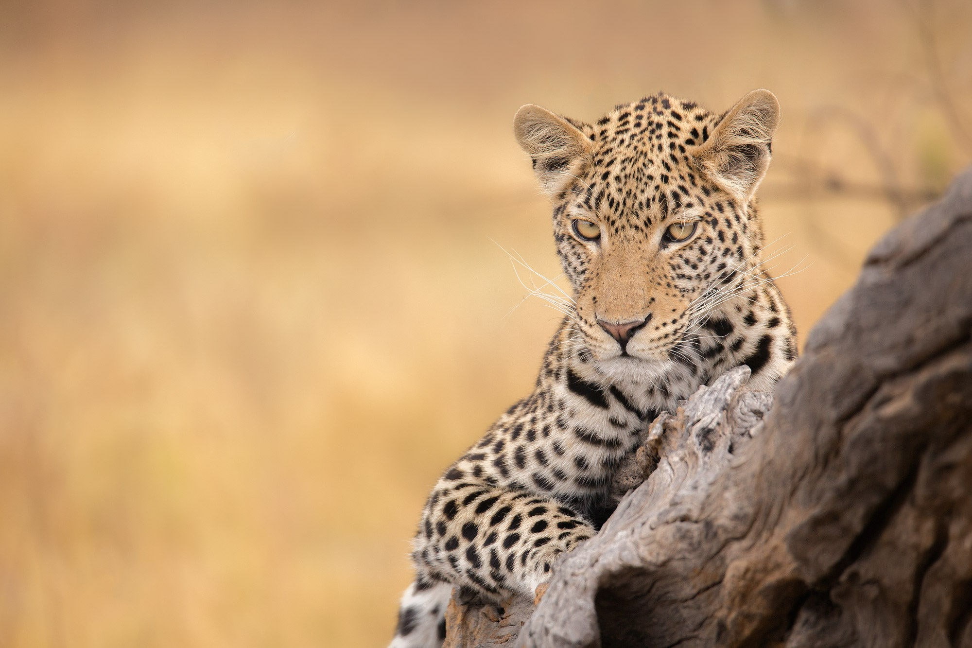 leopard