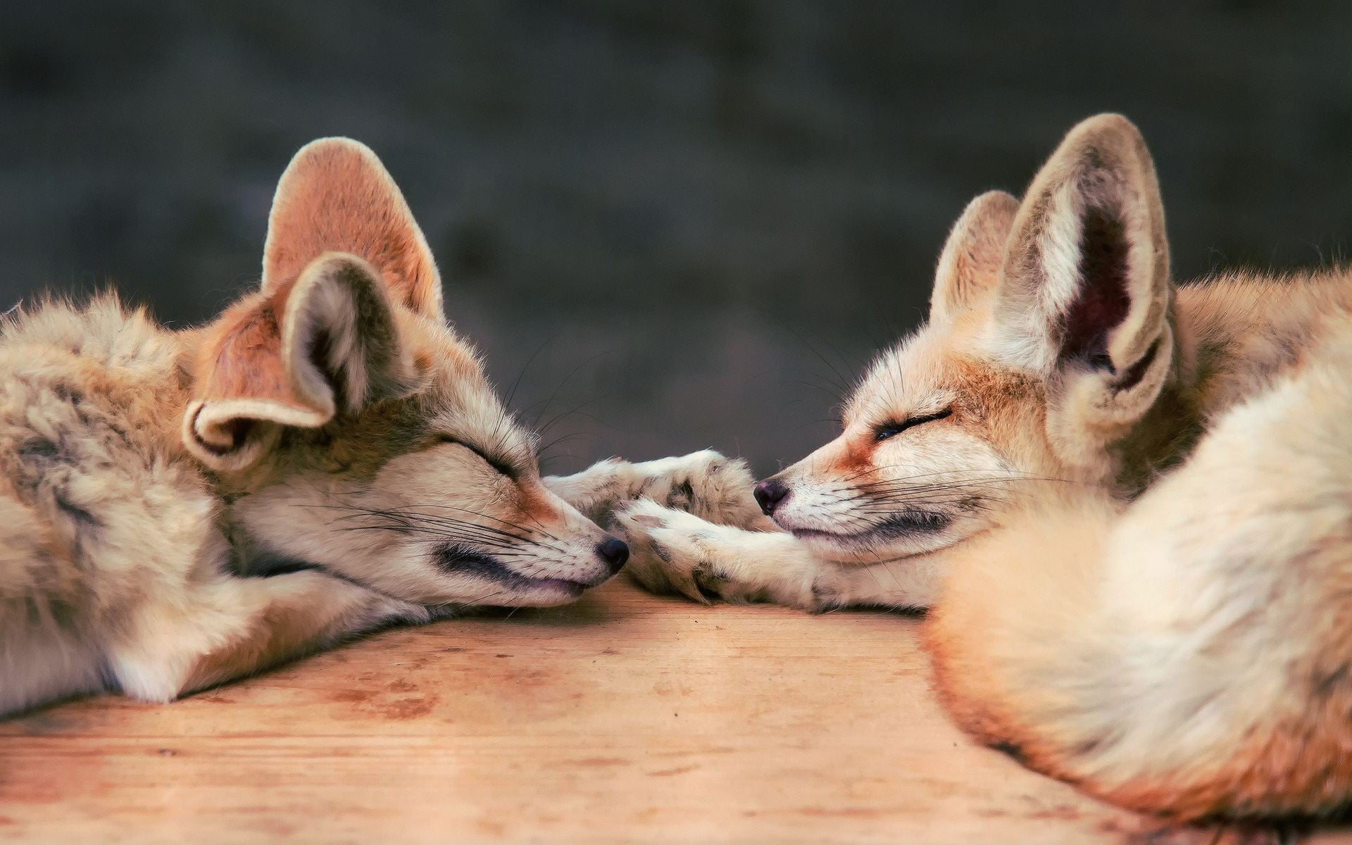 two baby red fox, baby animals, sleeping, mammal, animal themes