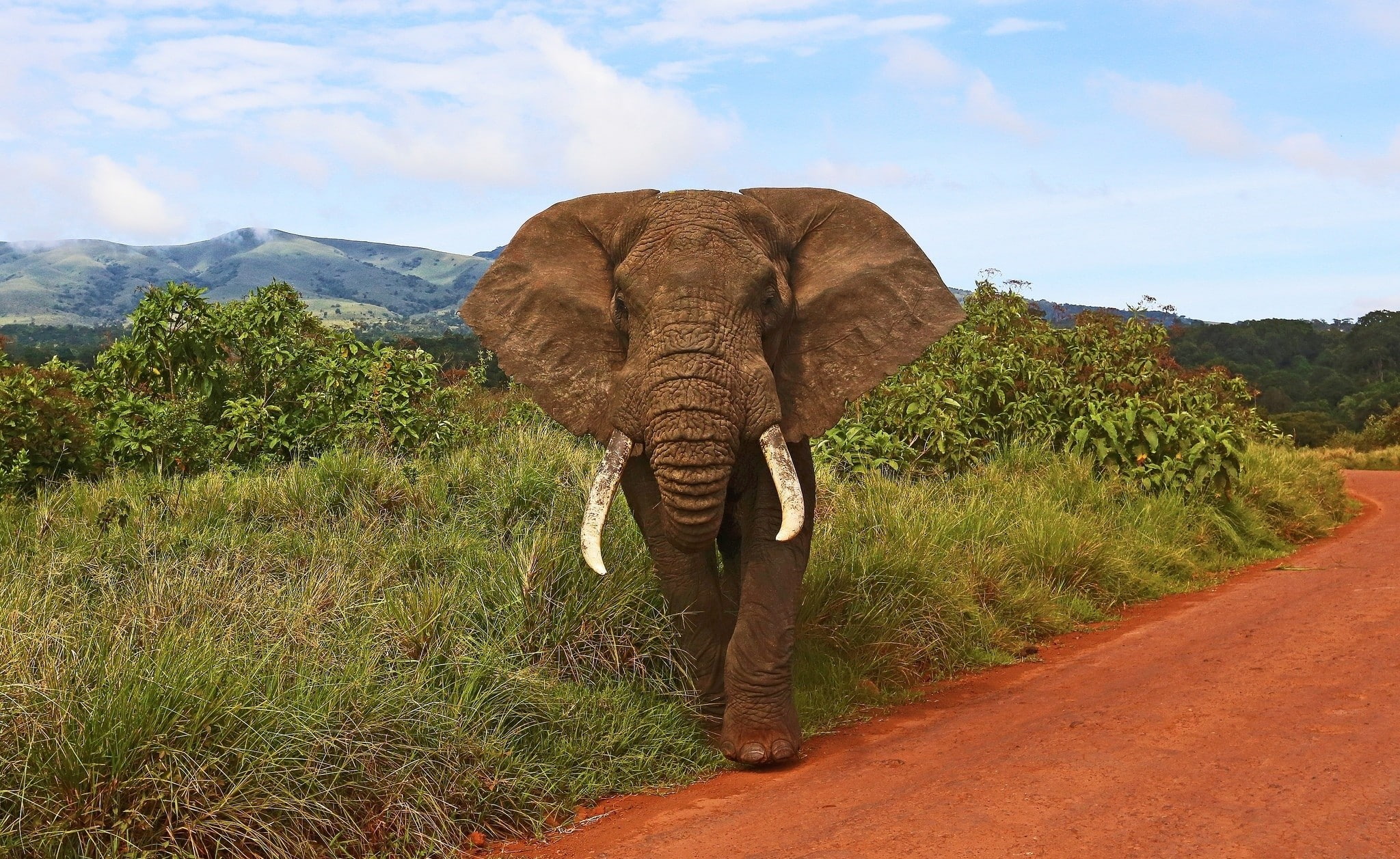 animals, elephant, mammals, wildlife, Africa, hills