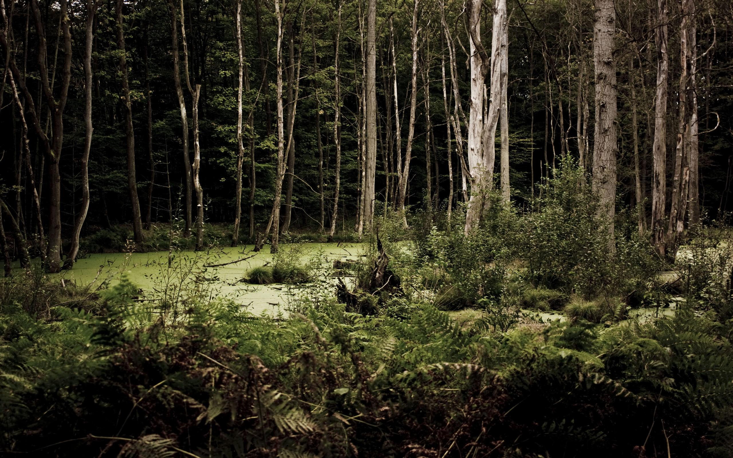 Dark Dreary Woods, trees, forests, nature and landscapes