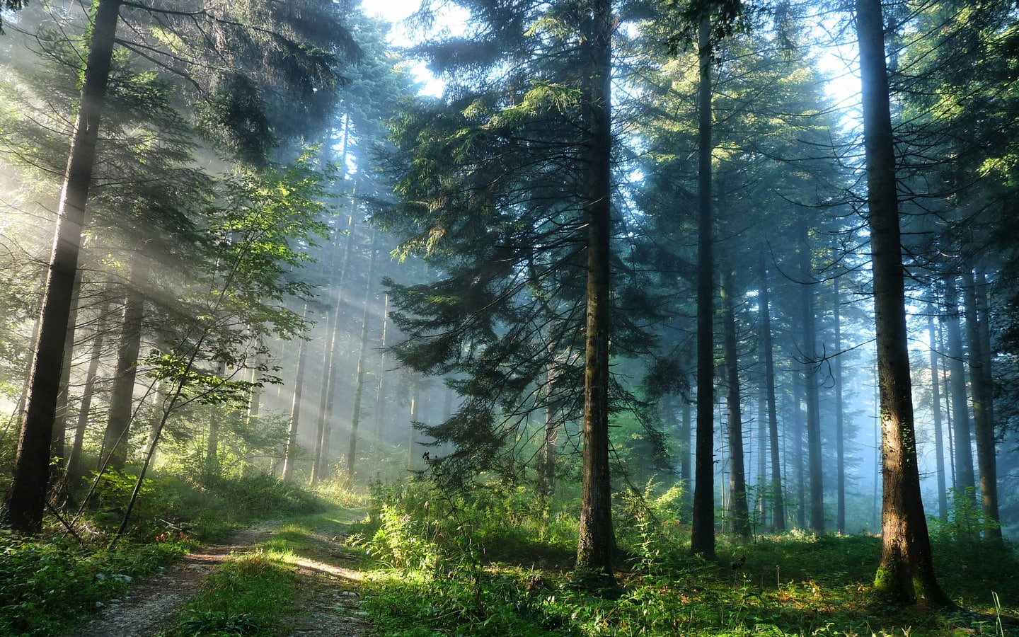 Forest trees and the light rays