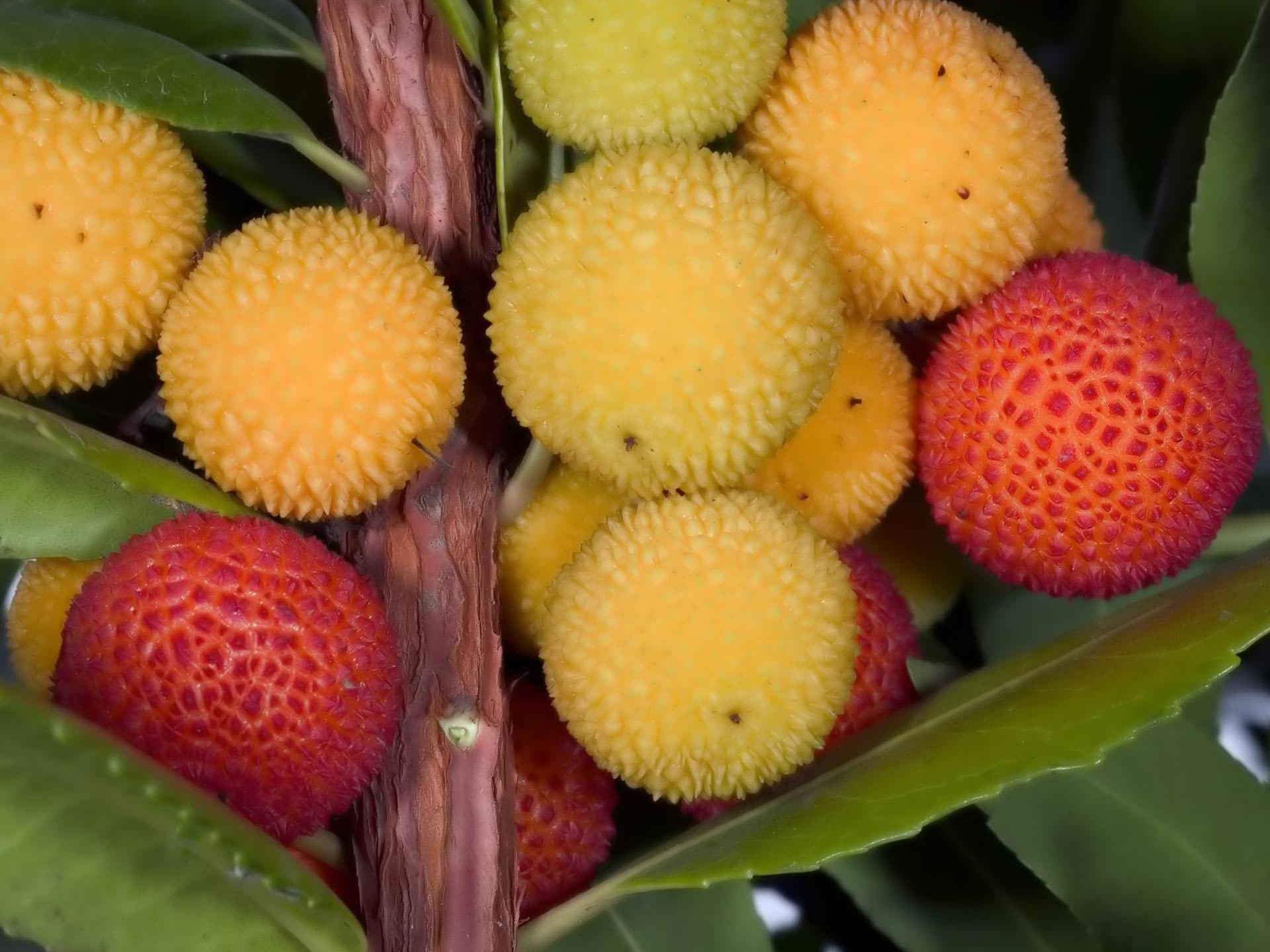 lychee