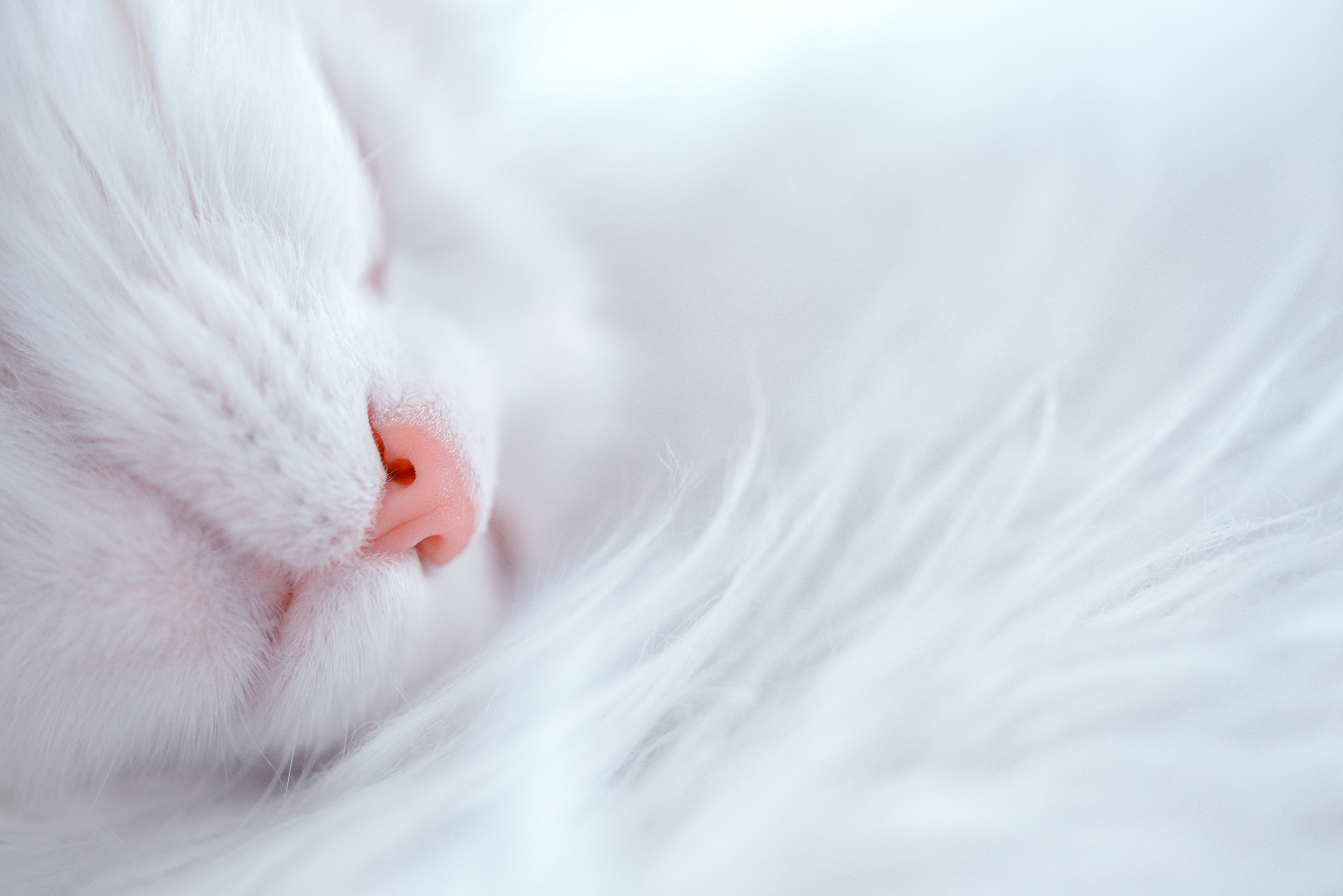 closeup photography of white cat, Napping, animal, katt, cats