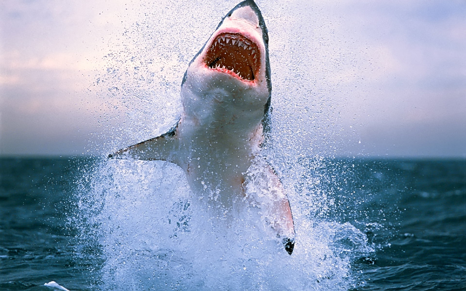 shark, sea, wave, animals, water, squirt, the ocean, danger, teeth