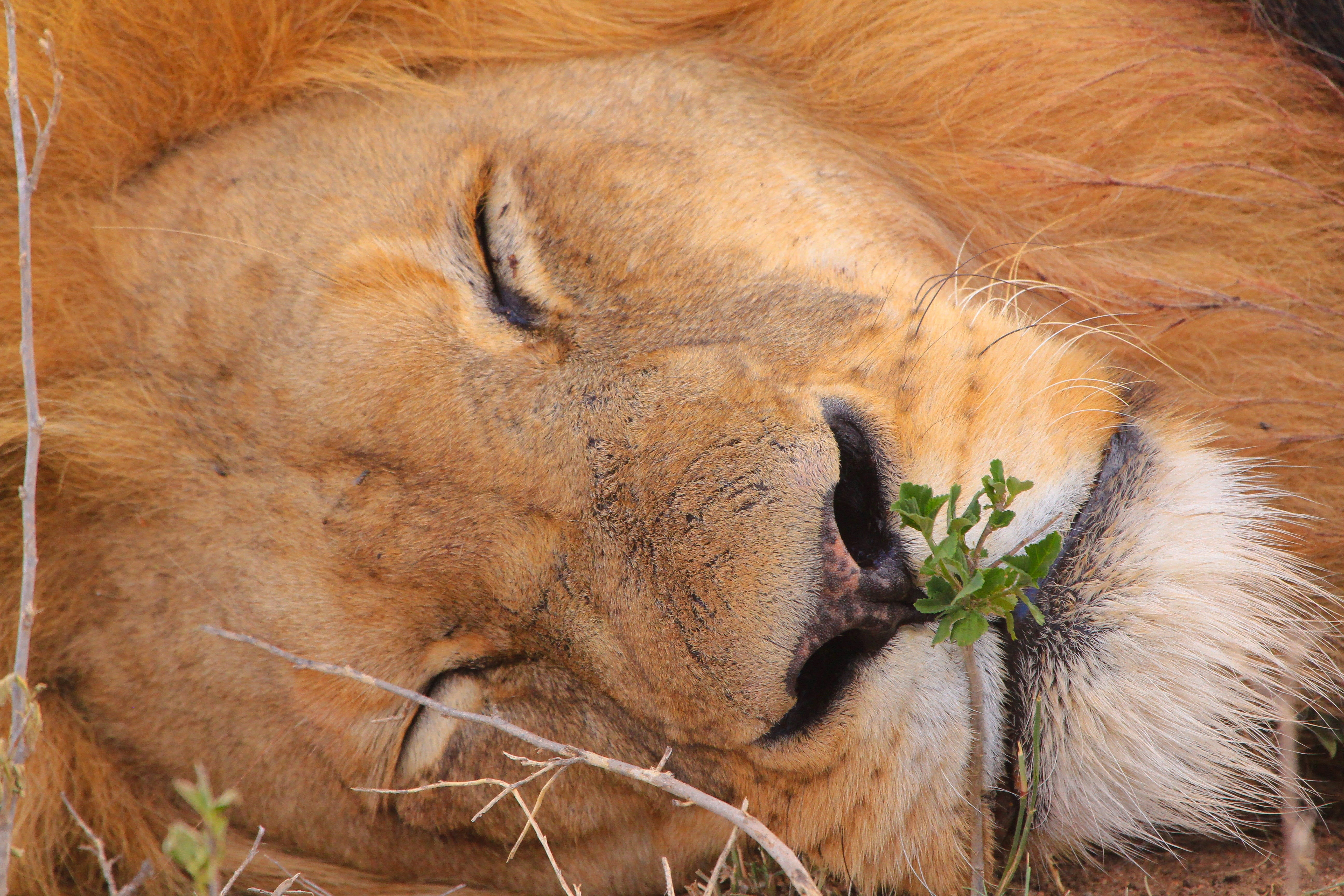 lion