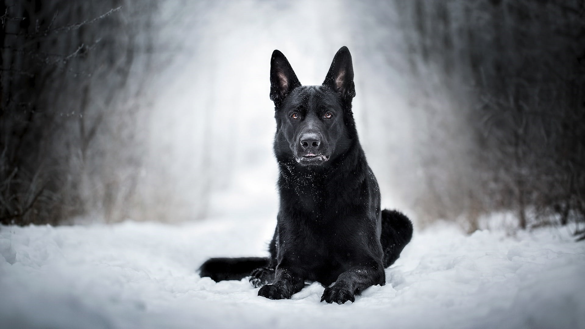 Dogs, German Shepherd, Snow