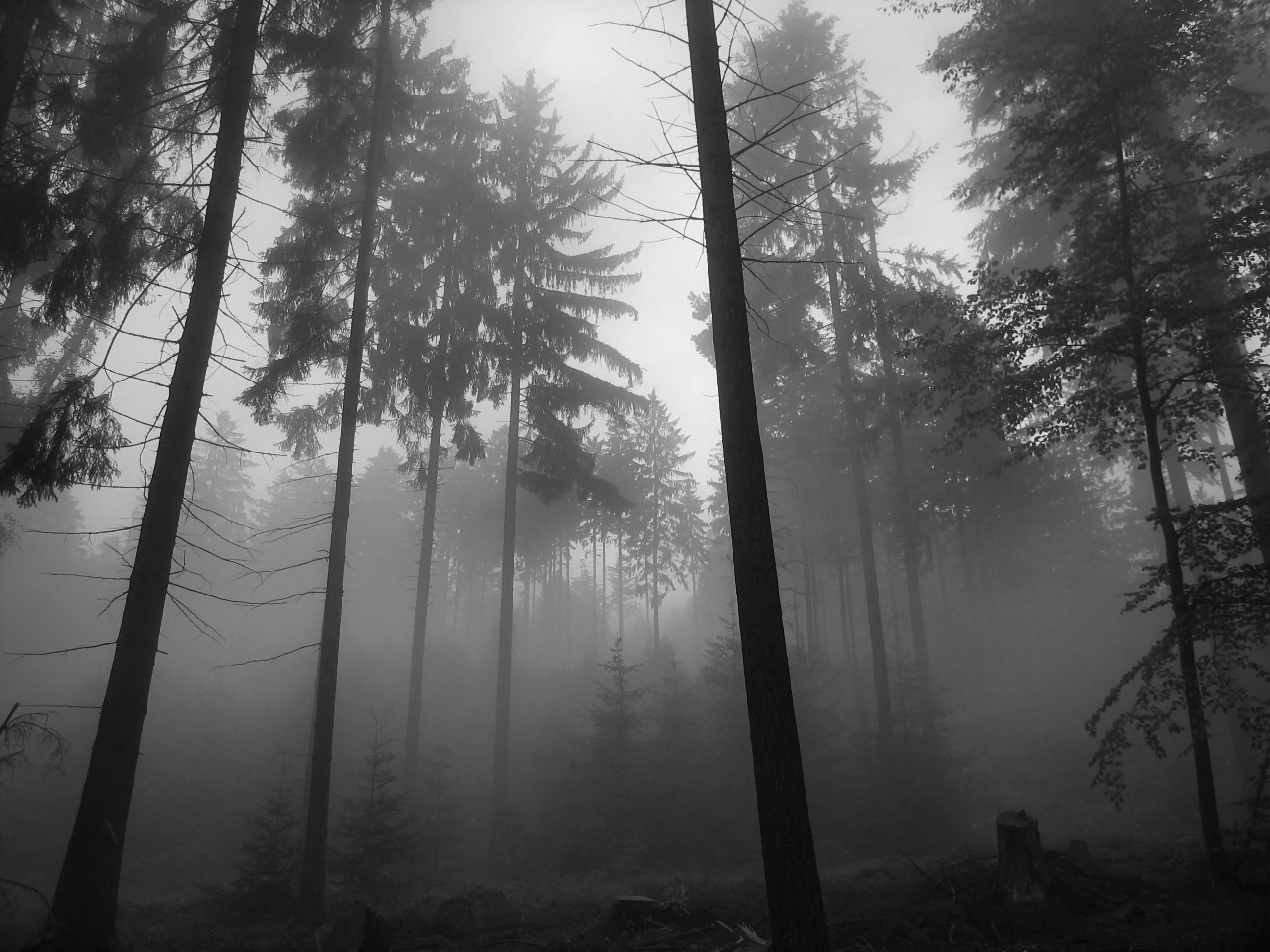 Dark Forest, Nature, Trees, Mist