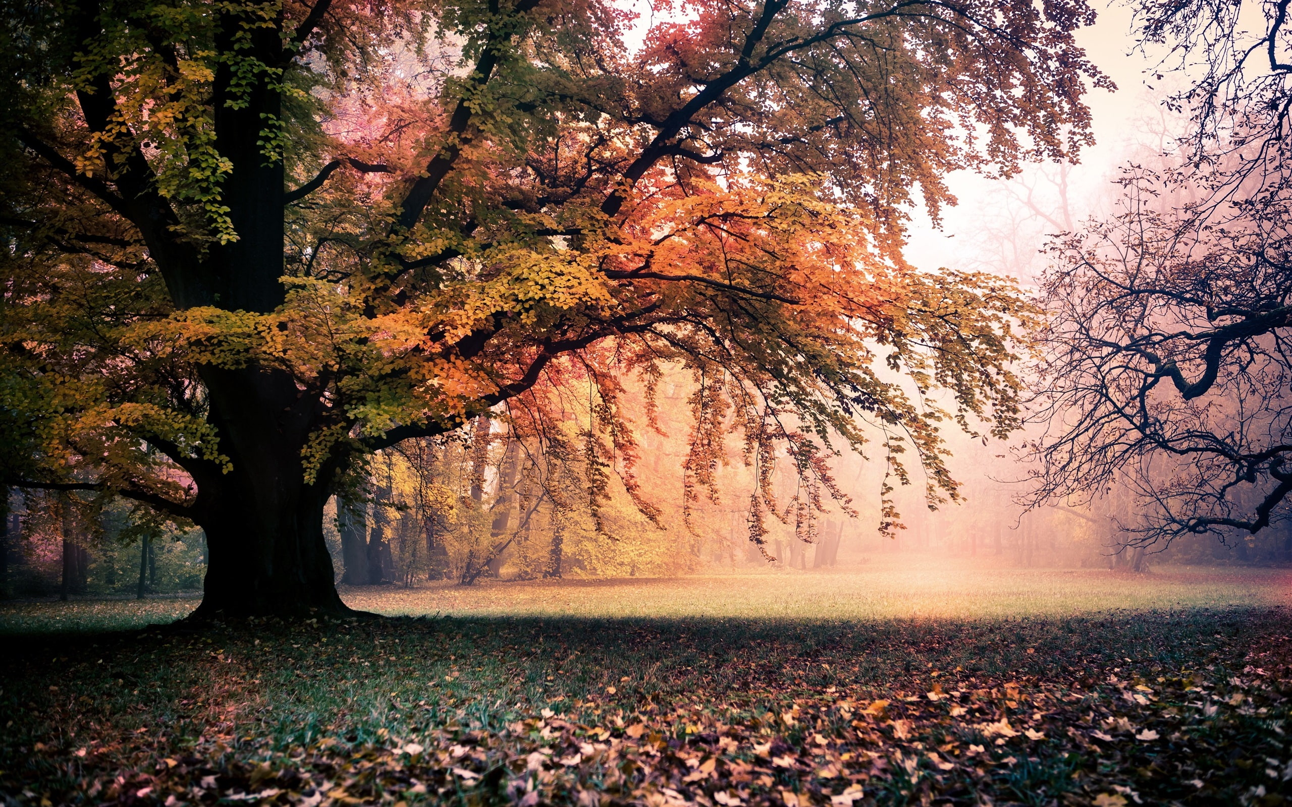 Golden autumn, nature, trees, leaves, fog, dawn