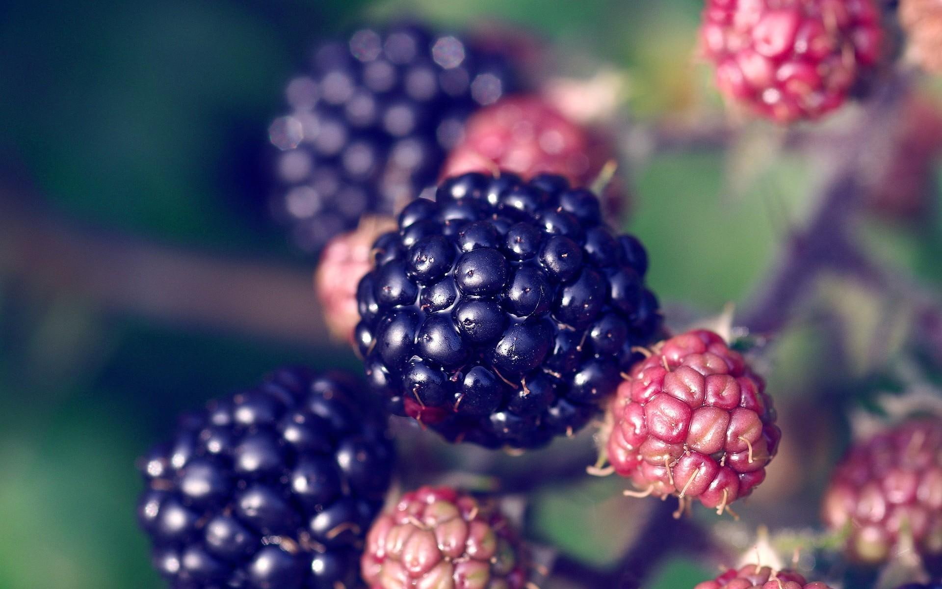 Blackberries, nature, fruit, 3d and abstract