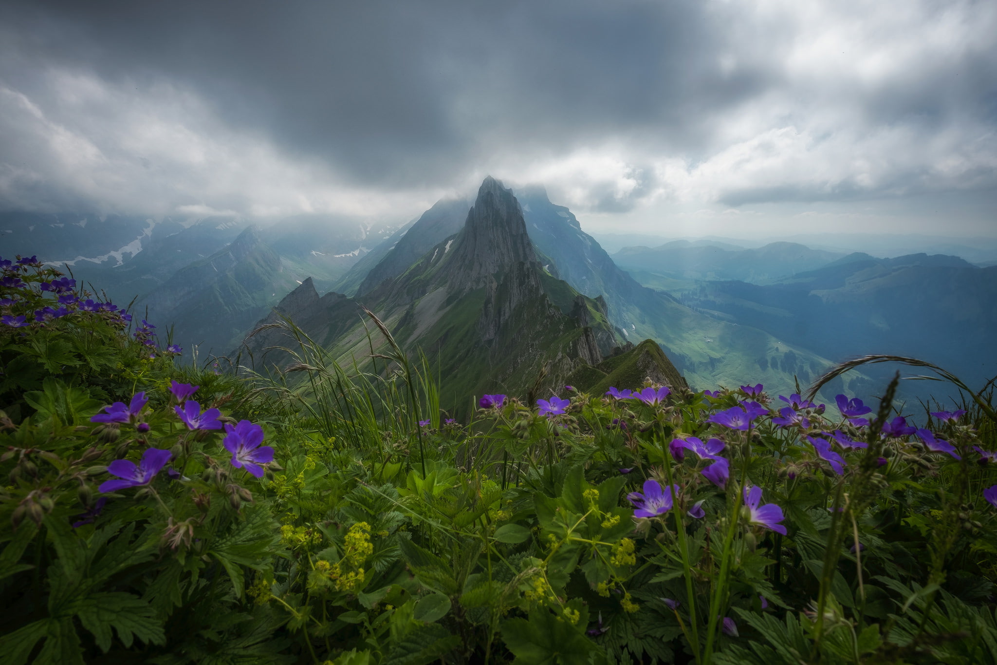 flowers, mountains, Switzerland, Alps, top, panorama, Appenzell Alps
