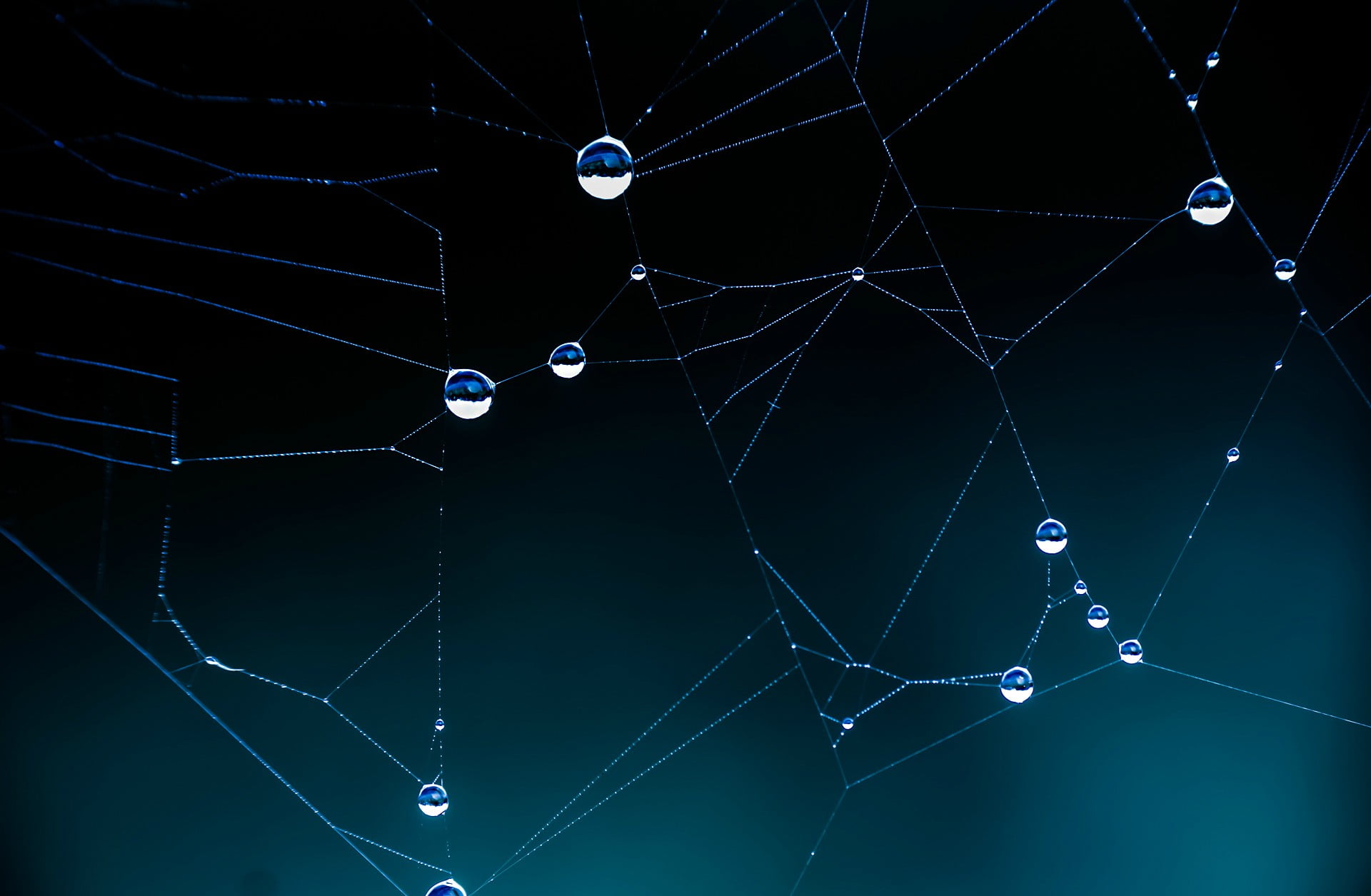 white spider web with water droplets, close view of spider web with dew drops