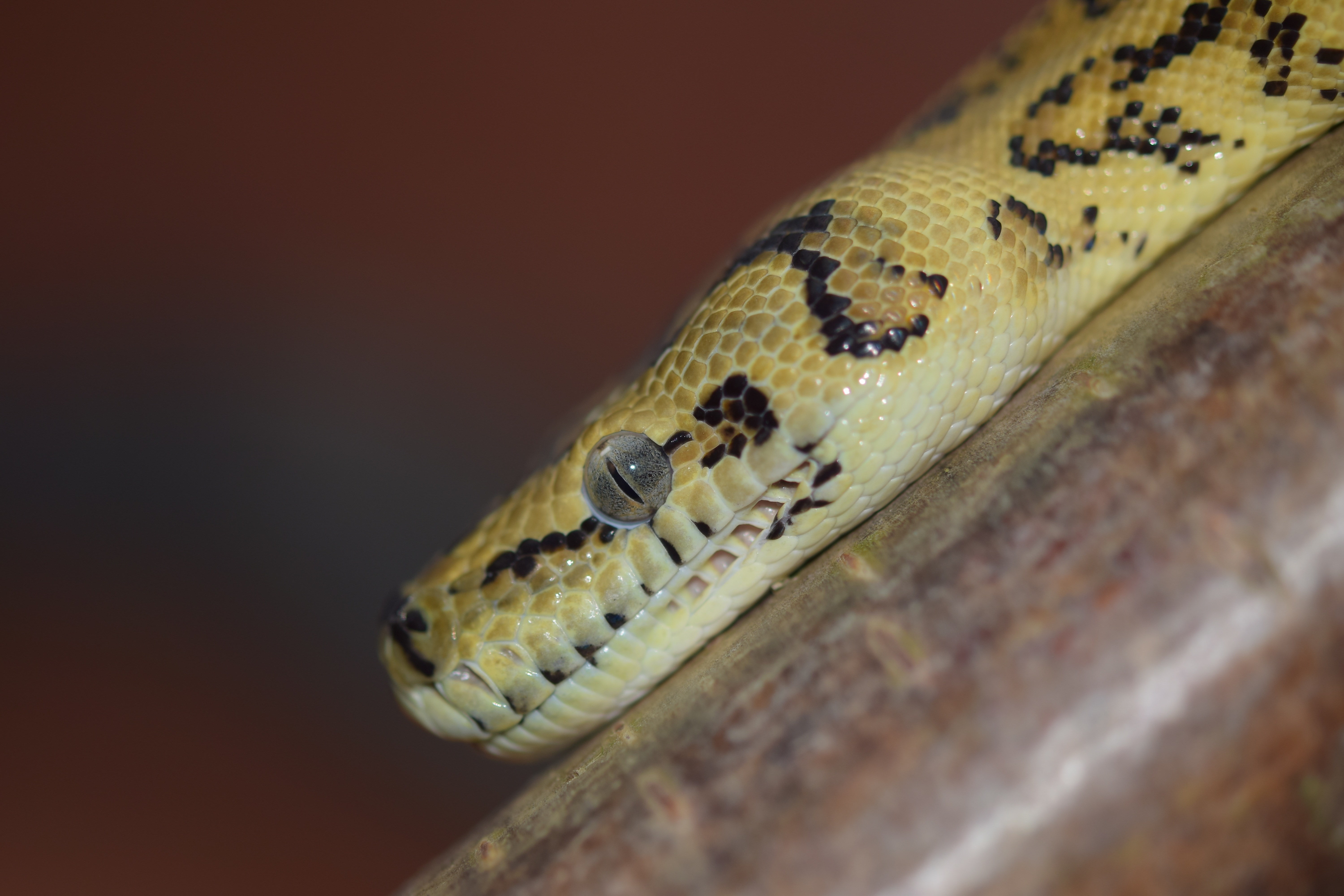 python