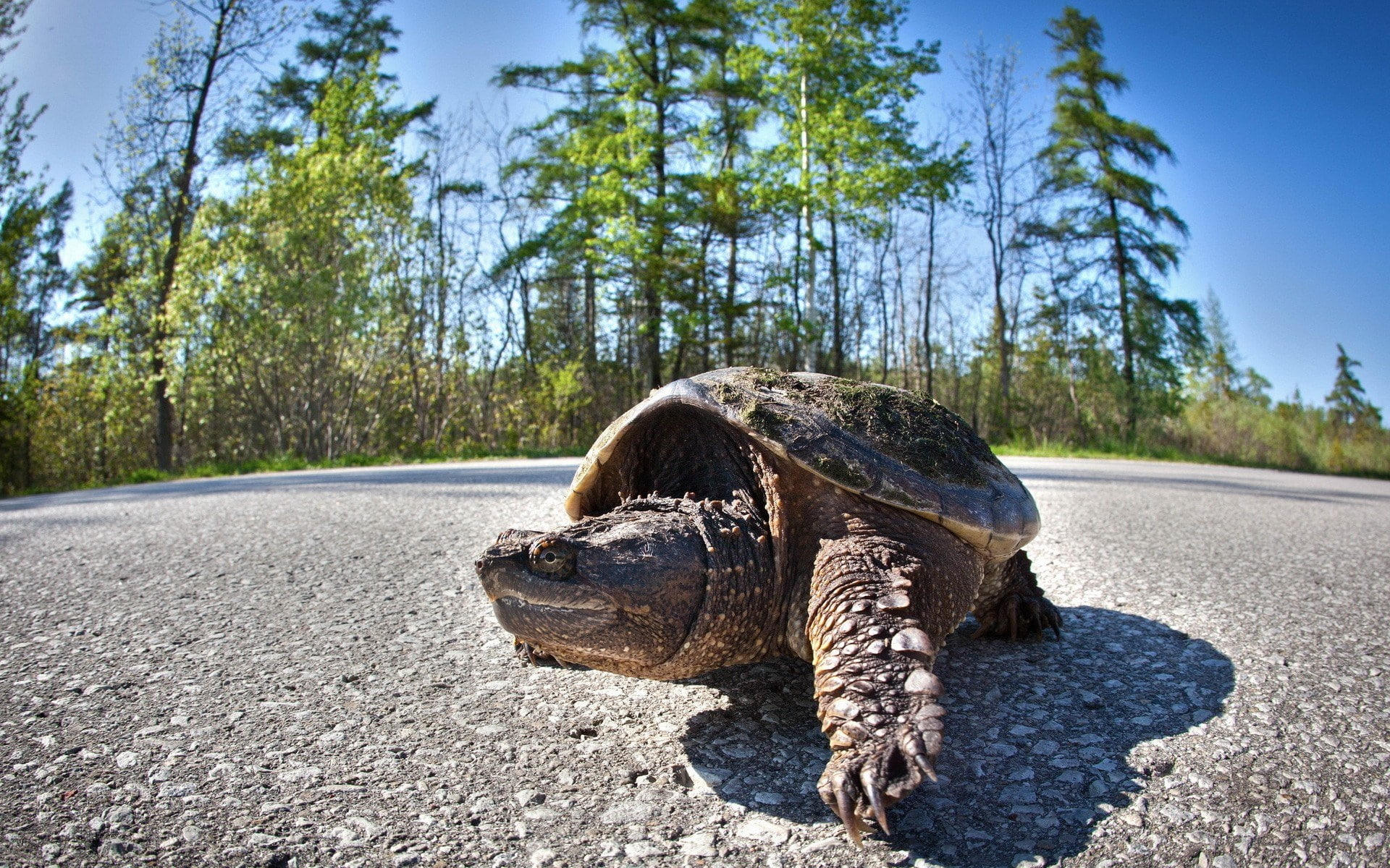 turtle