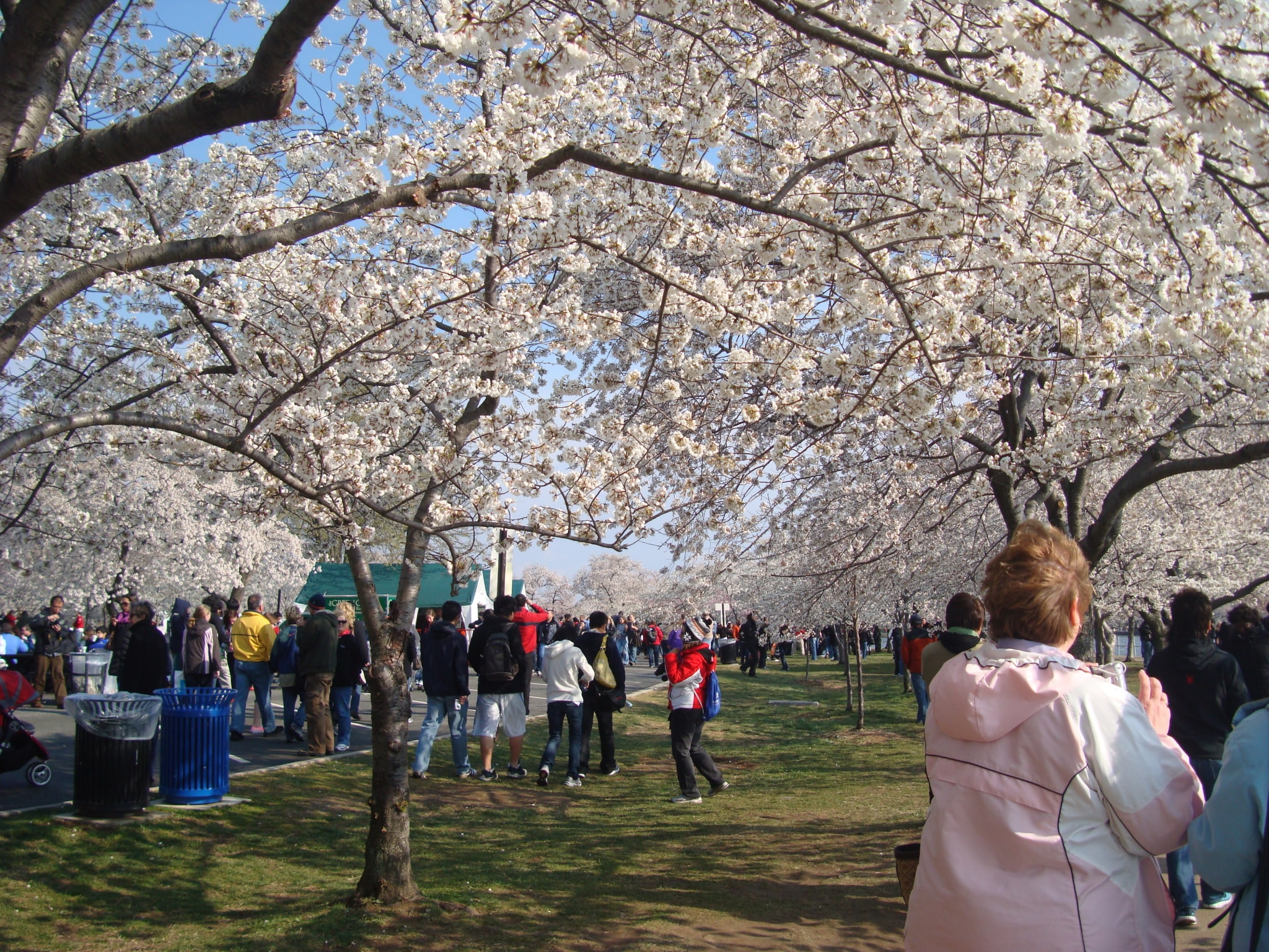 cherry blossom  screensaver, group of people, crowd, large group of people