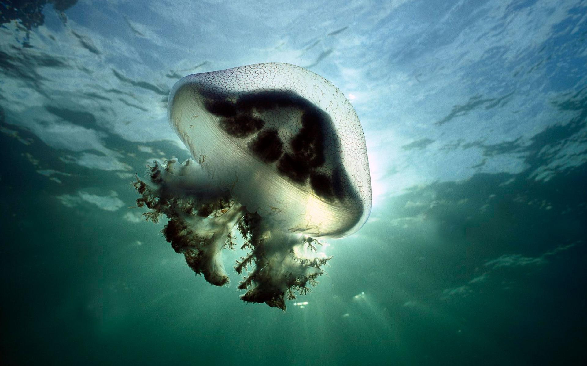 Mauve Stinger Jellyfish Australia, black and white jelly fish
