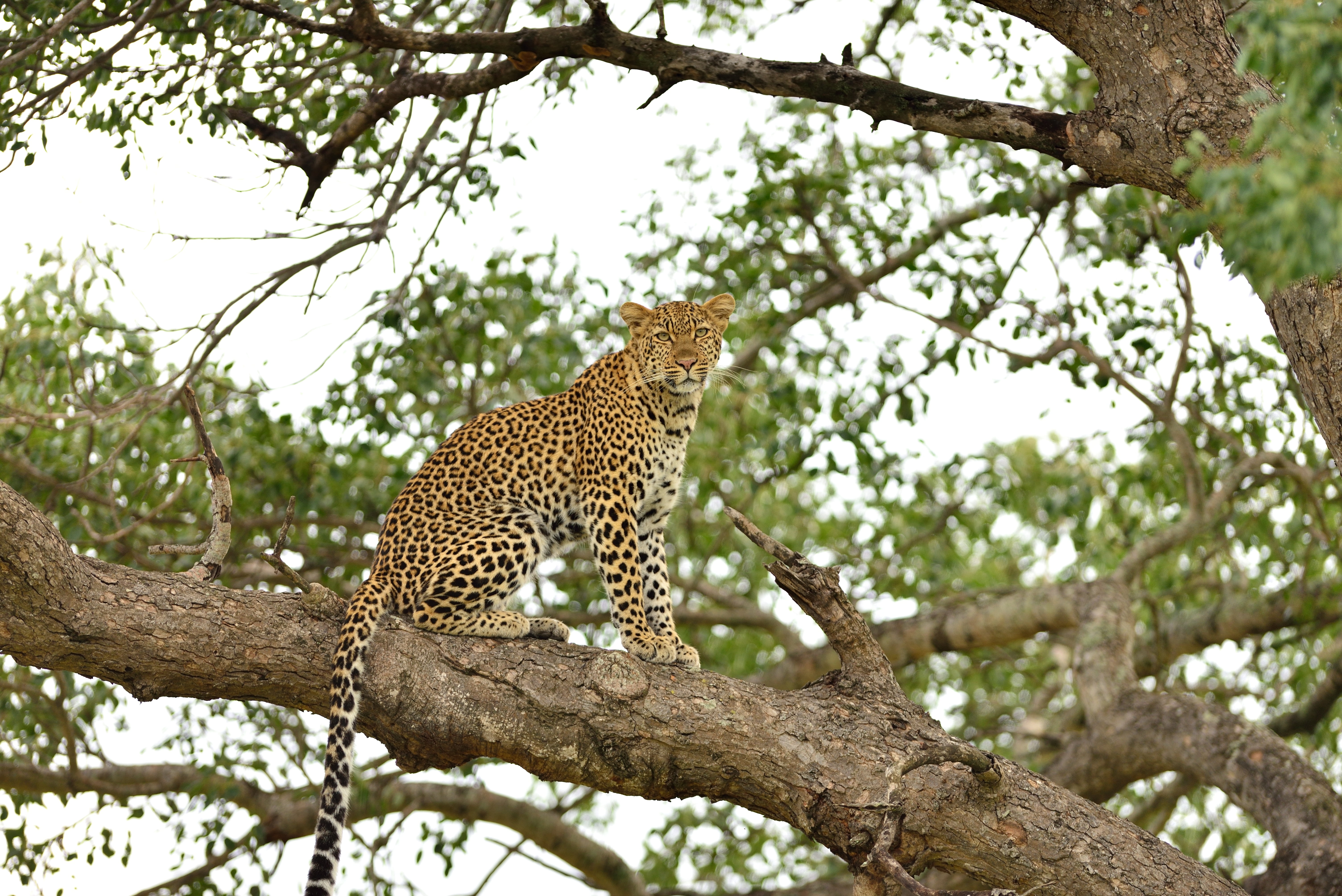 Leopard, Tree, Branch, Predator, Sitting, Big cat