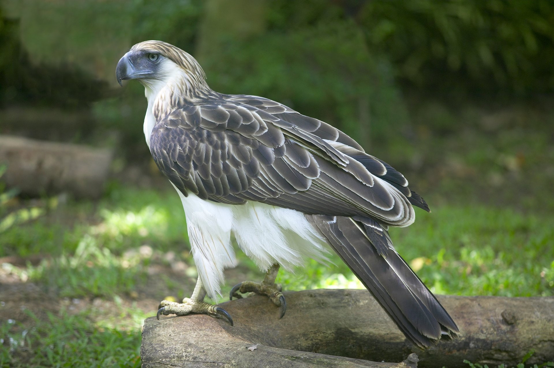 Birds, Philippine Eagle