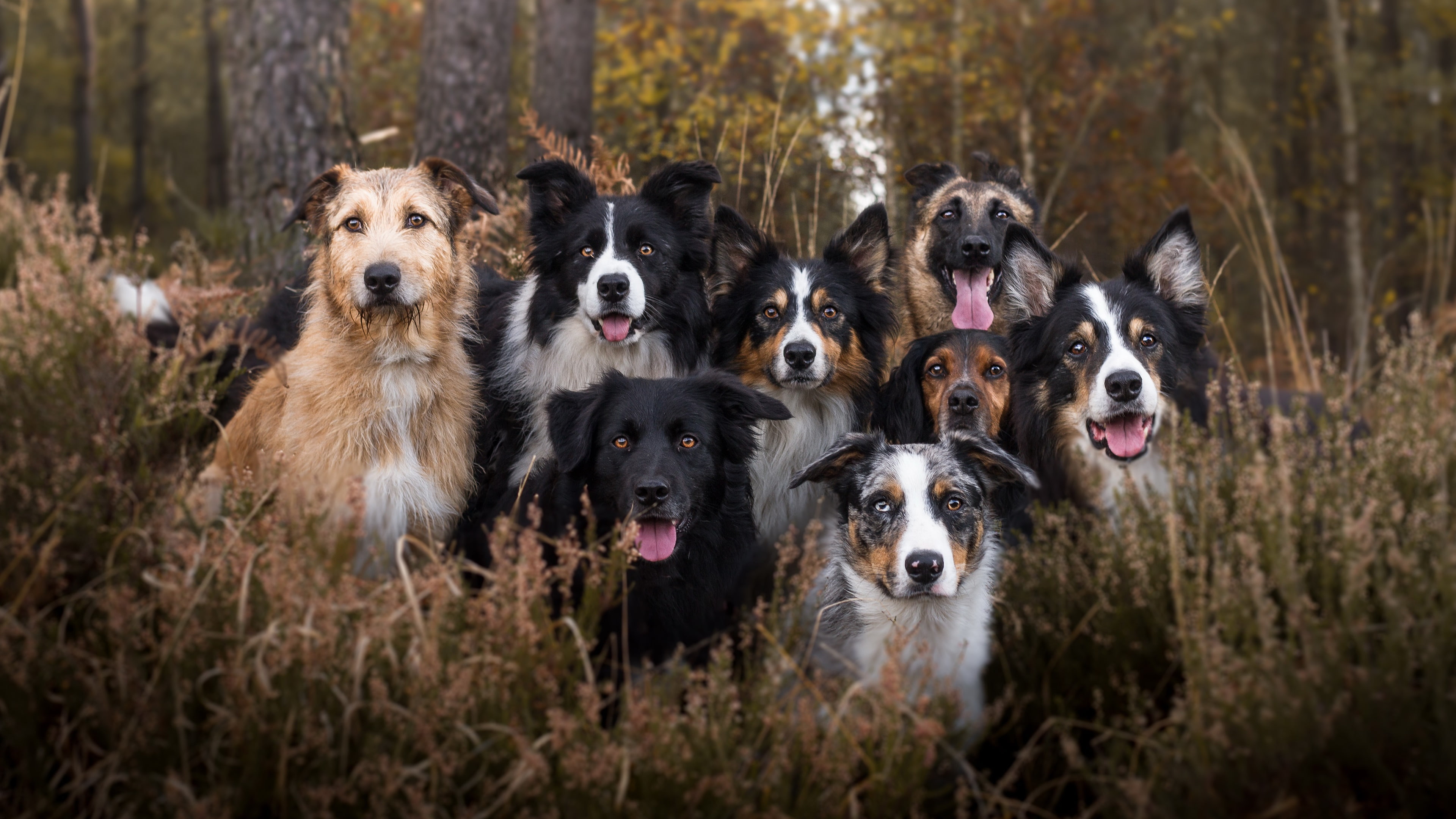 dog, dog breed, dog breed group, dogs, border collie, forest