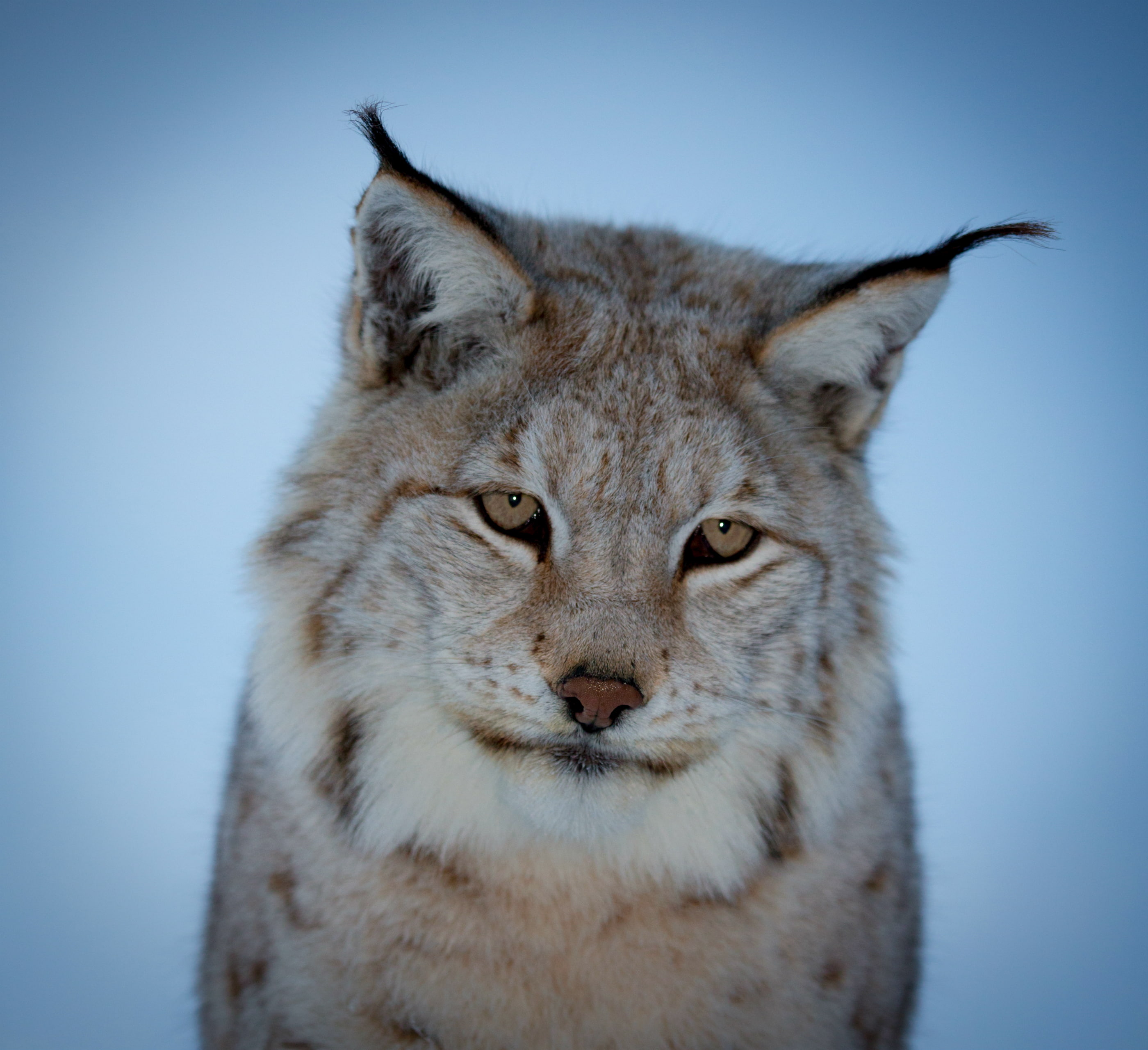 look, muzzle, blue background, brooding, Lynx