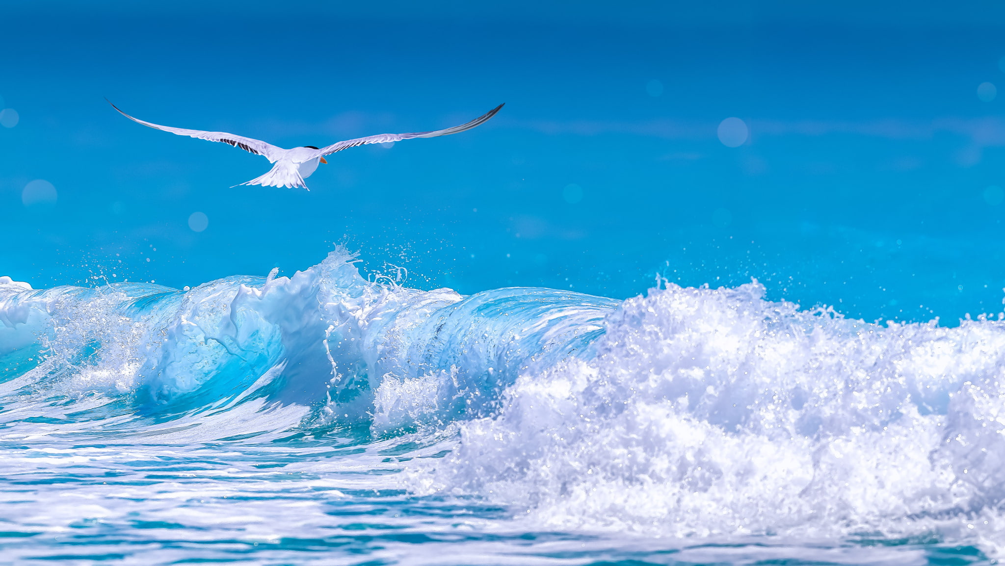 sea, wave, foam, Seagull