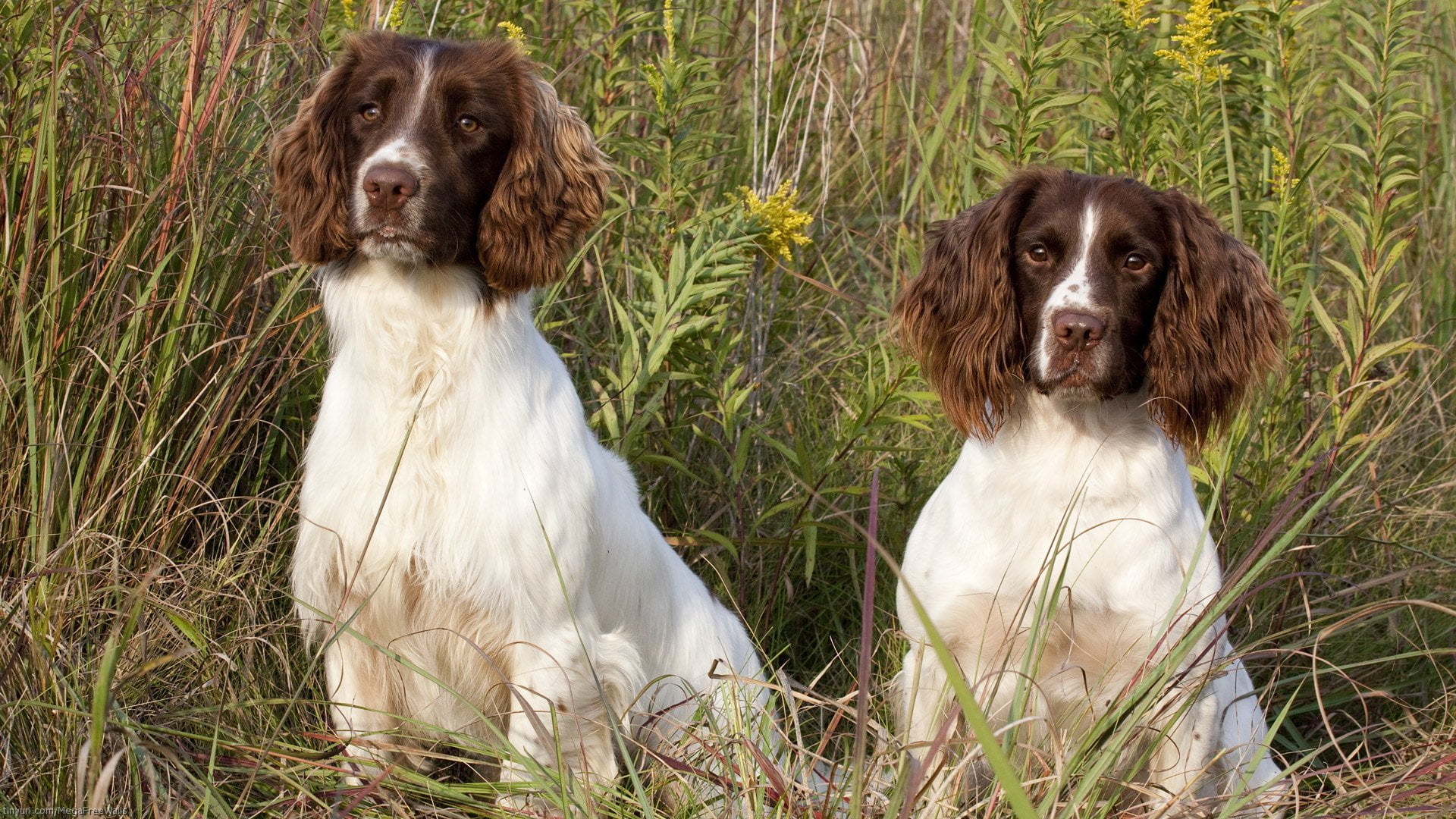 Dogs, English Springer Spaniel, Animal, pets, domestic, canine