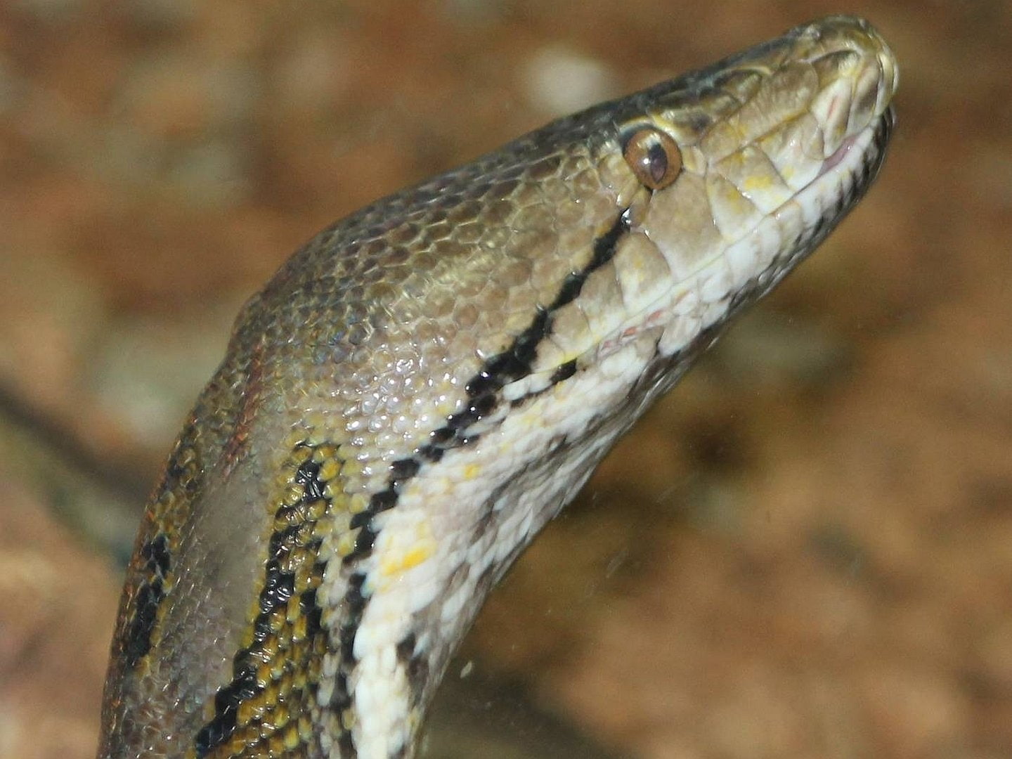 Reptiles, Python