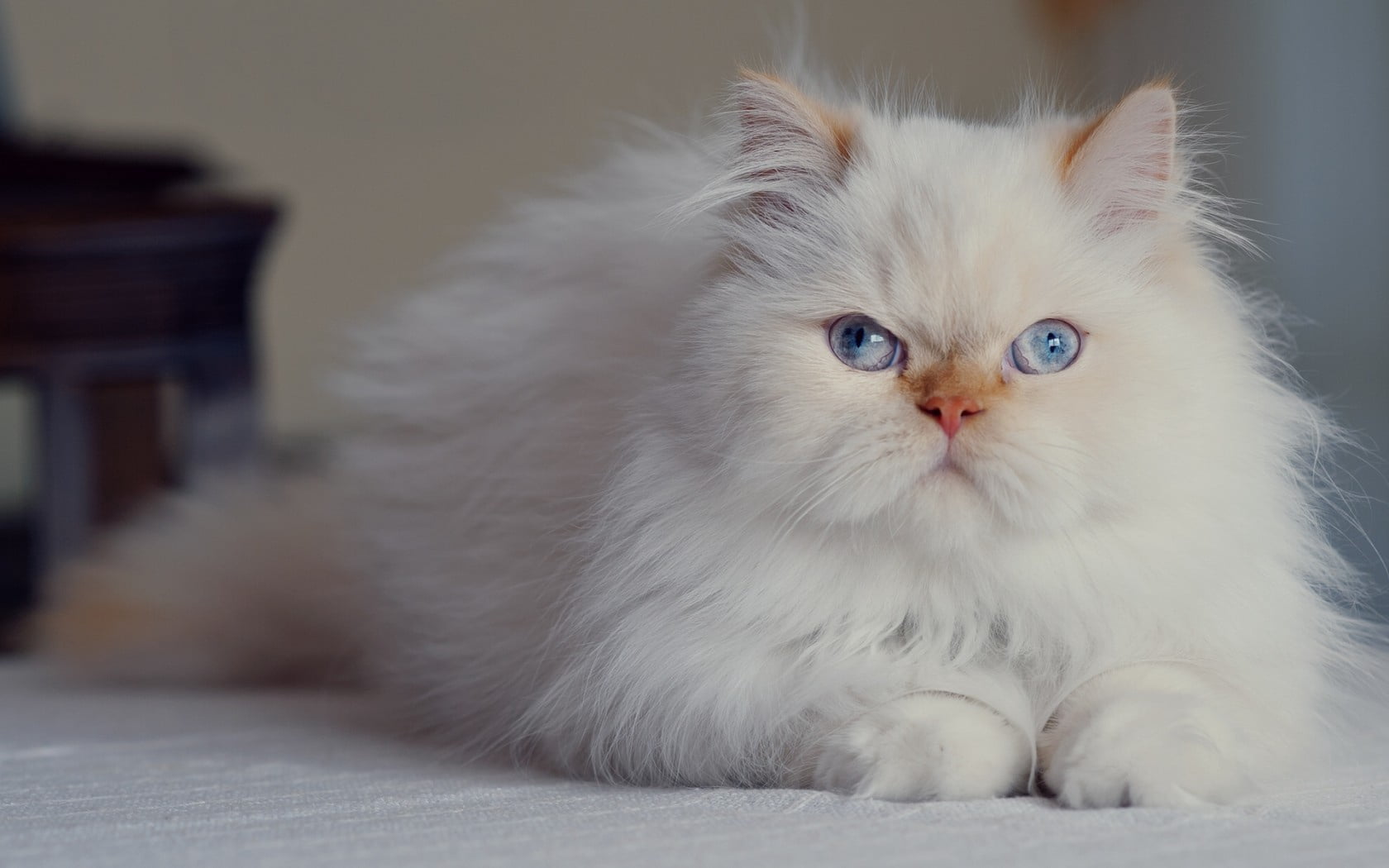 long-haired white cat, fluffy, persian, blue-eyed, pets, domestic Cat