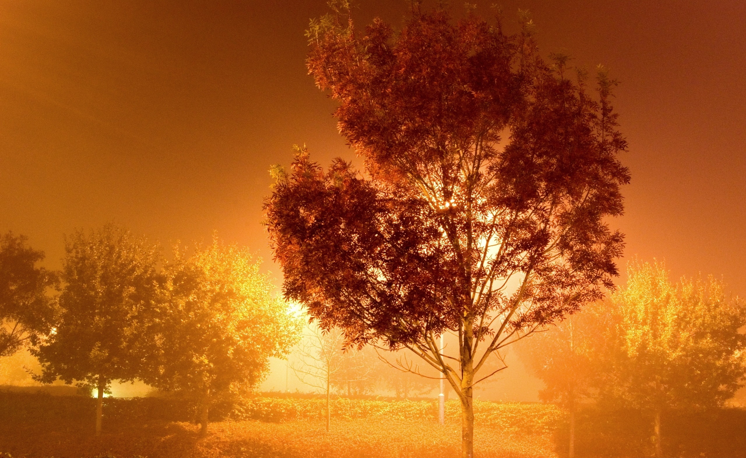 Trees By Streetlight, brown tree, Aero, Colorful, Nature/Landscape