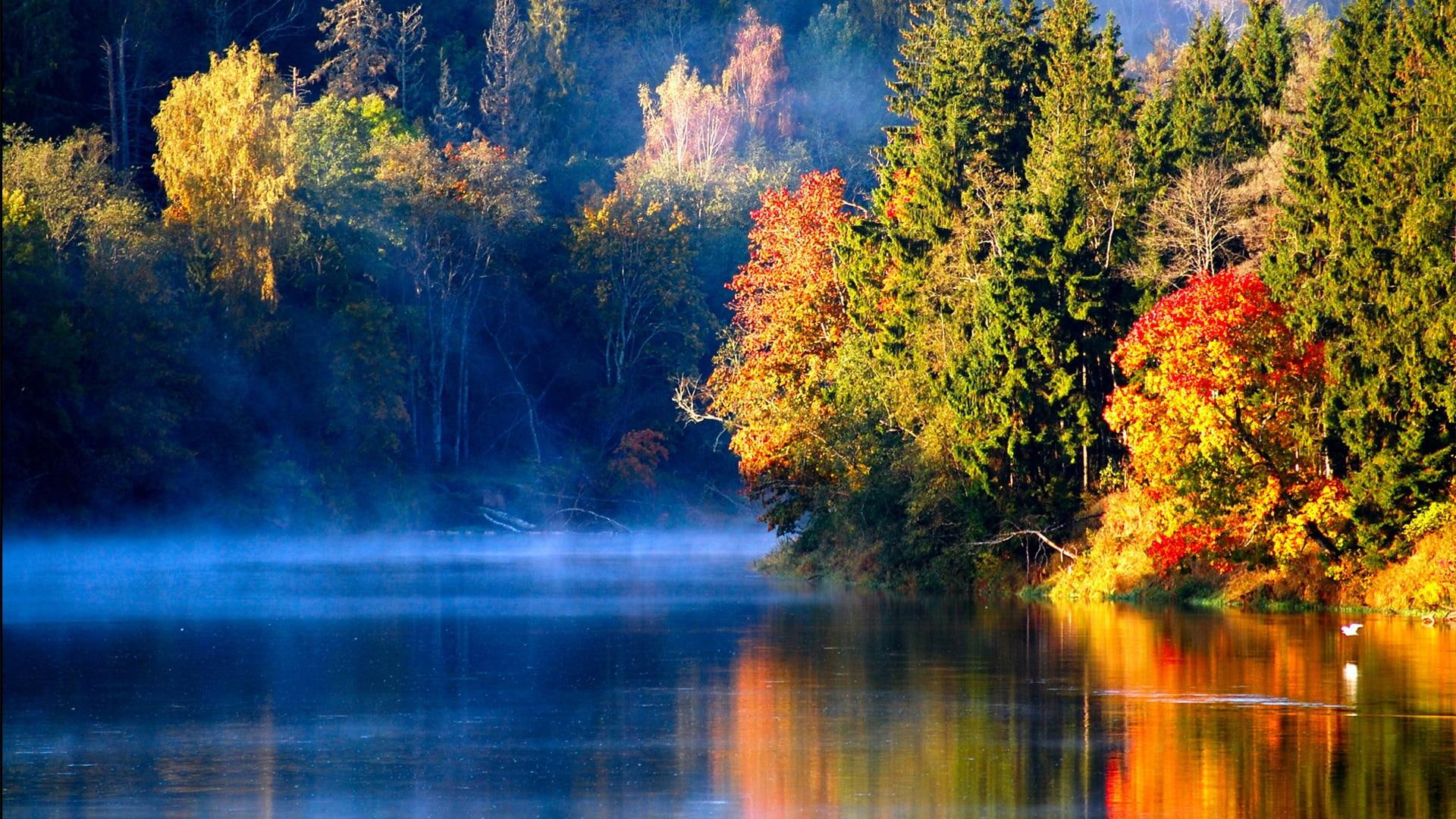 Misty River In Autumn In Latvia, green and red leaf tree by water