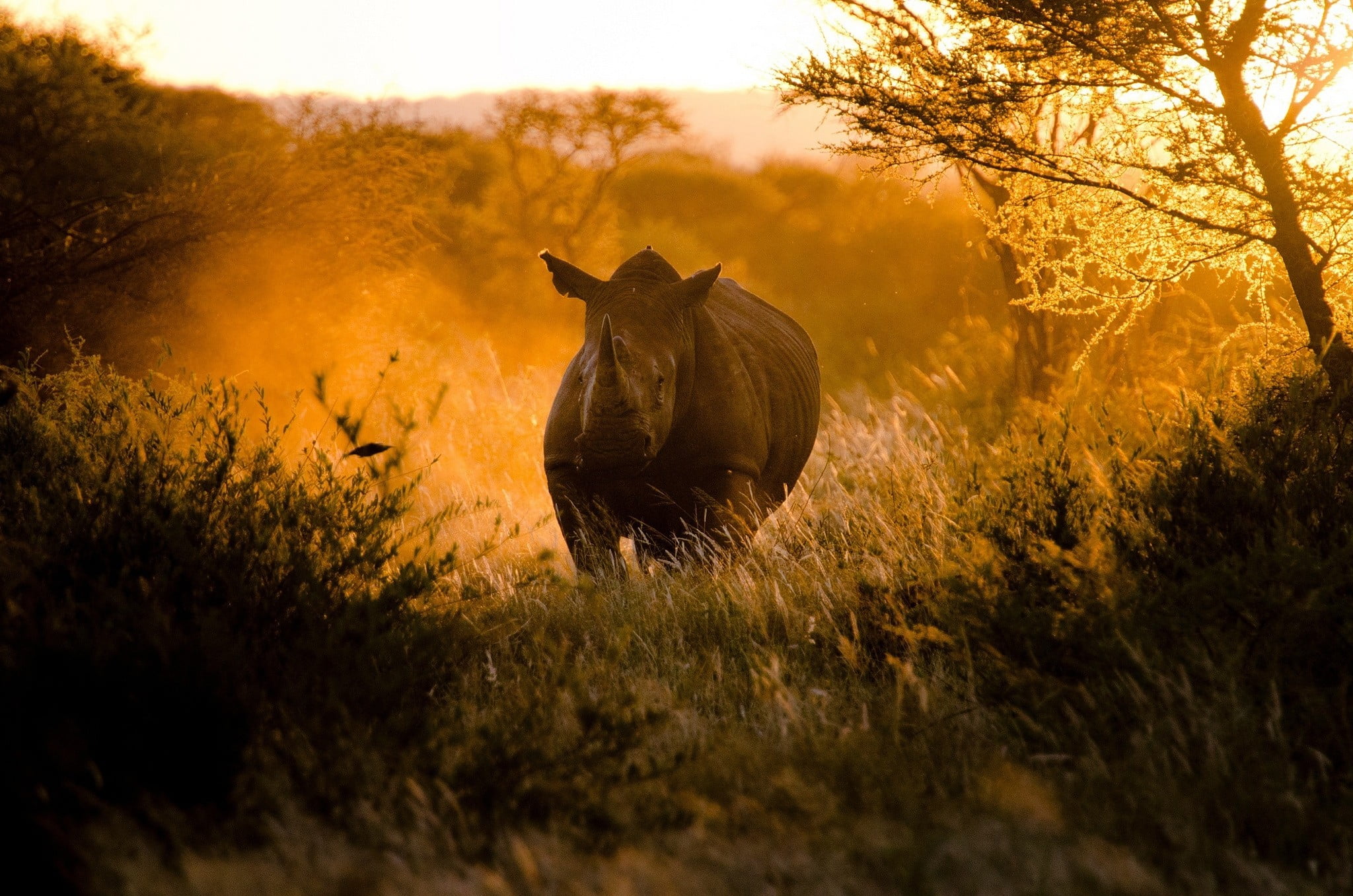 gray rhinoceros, morning, light, africa, nature, animal, animals In The Wild