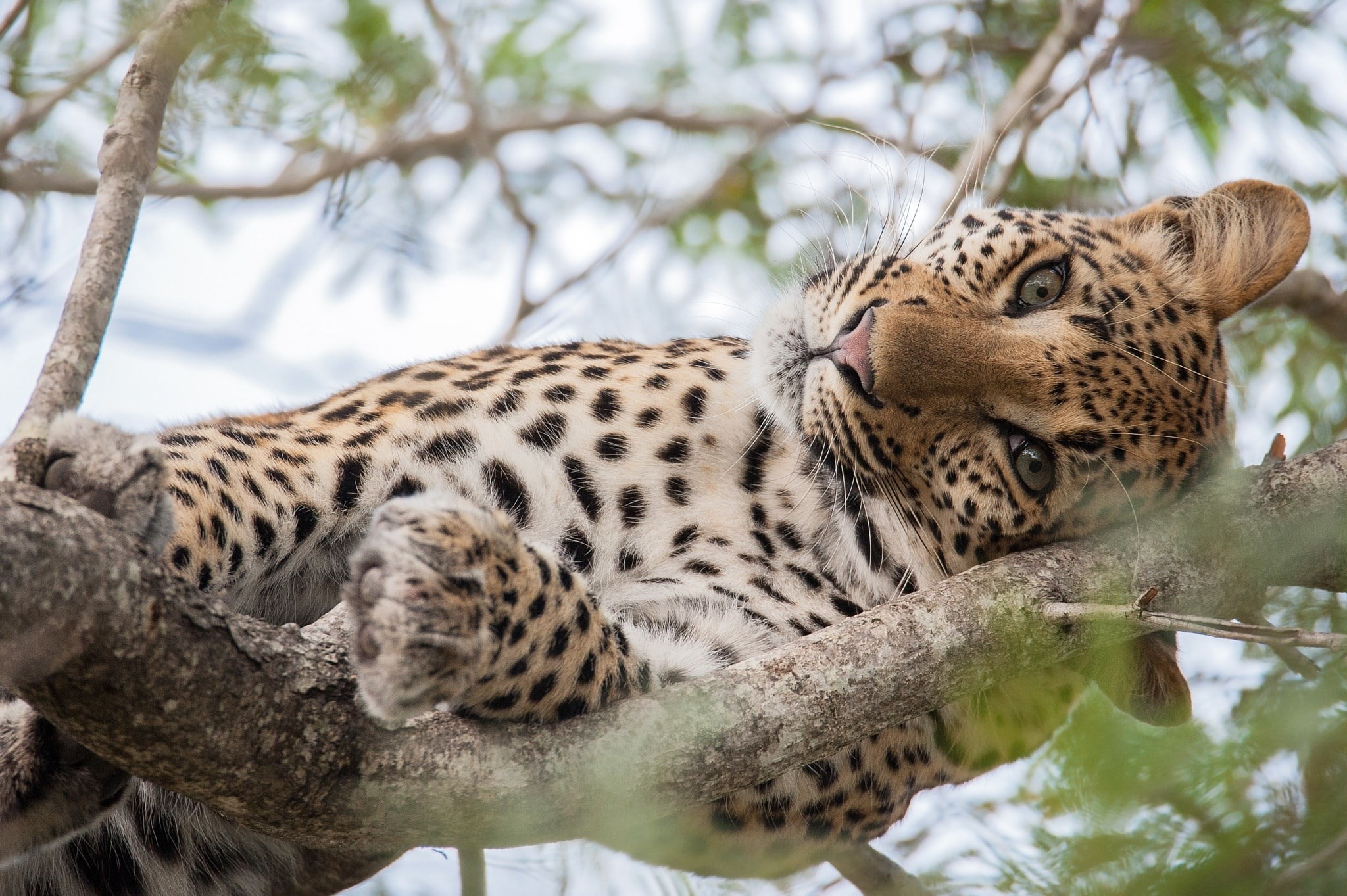 leopard