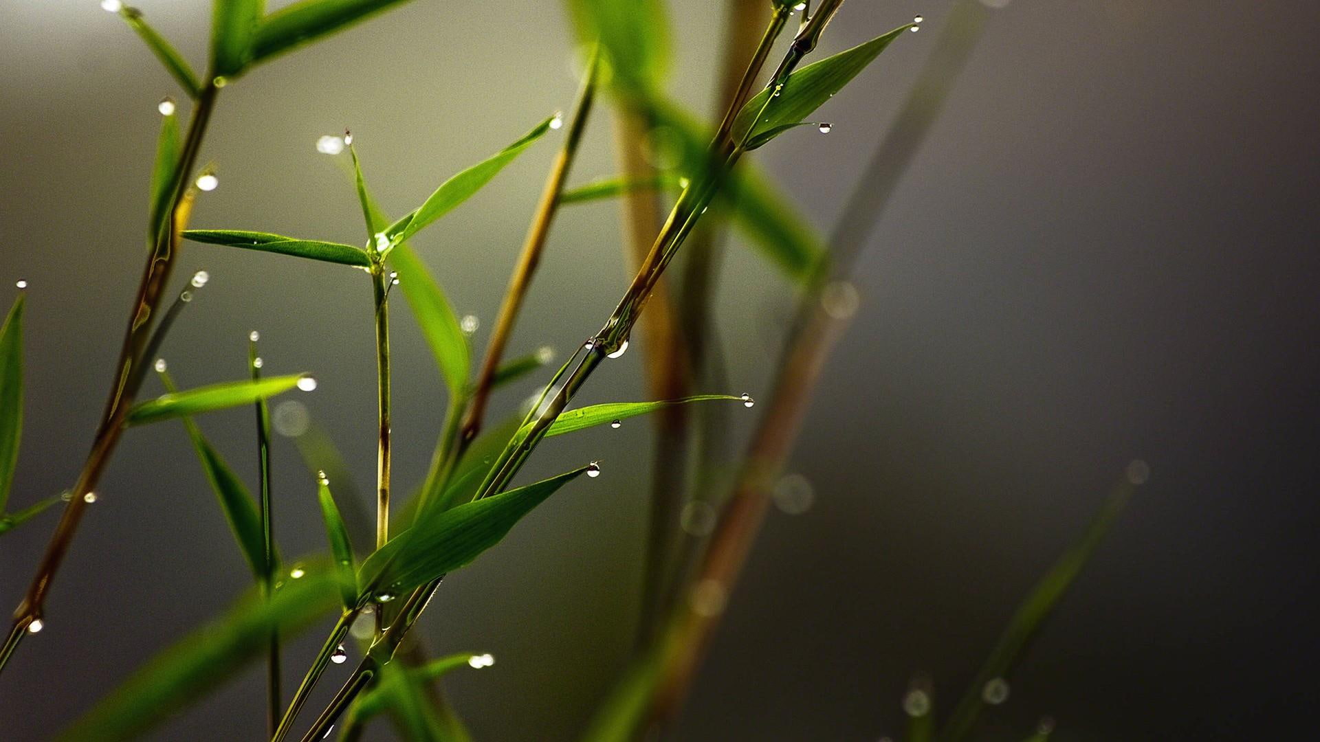 water, leaf, close up, moisture, plant, plant stem, macro photography