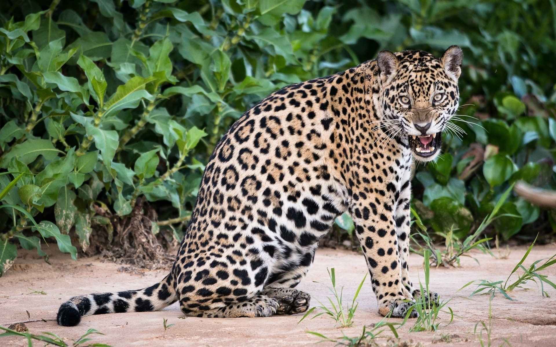 Animal close-up, jaguar, big cat