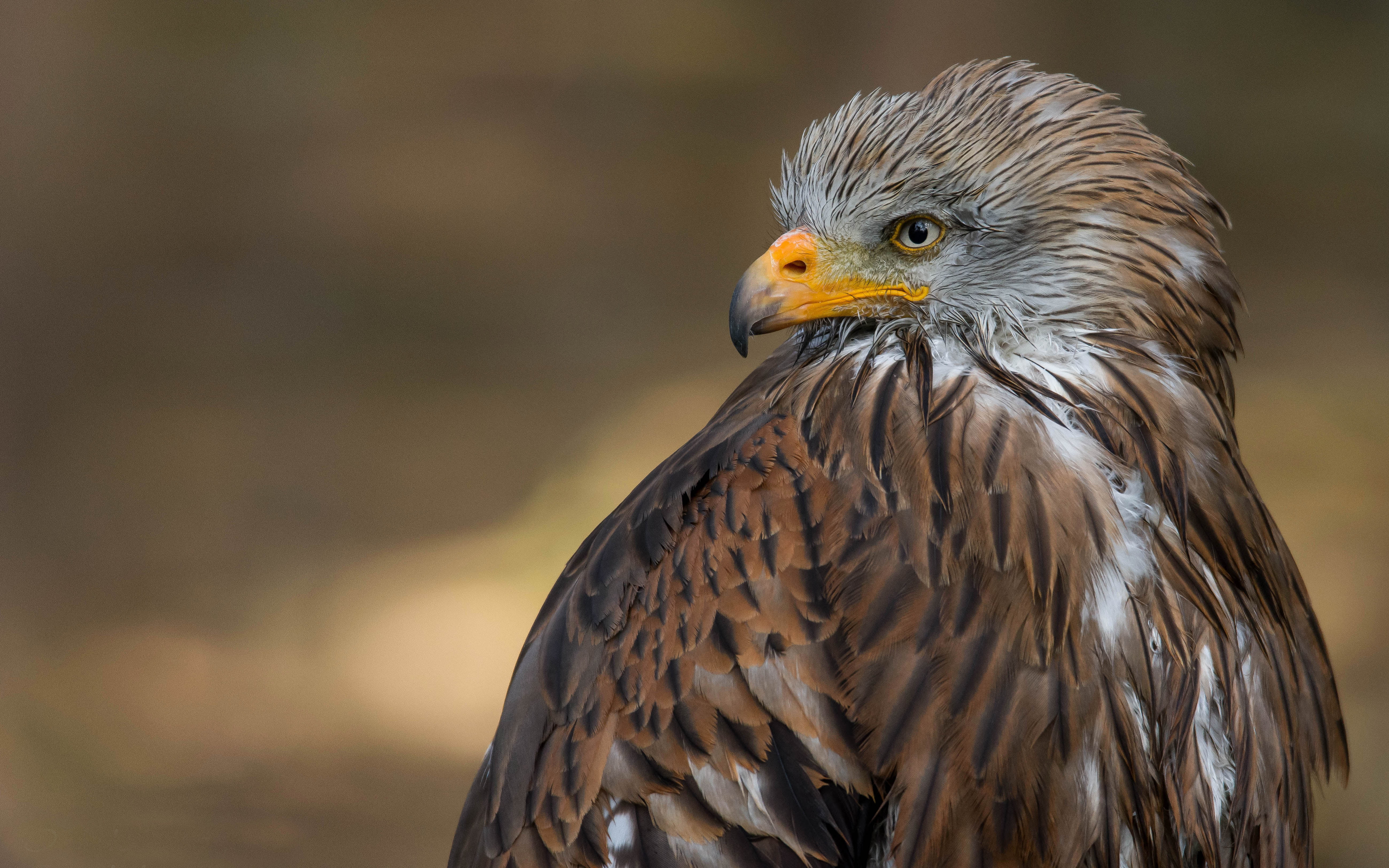 Red Dragon (milvus Milvus), Also Red Hawk Kites Large Bird Of Prey Of The Family Accipitridae Desktop Hd Wallpapers For Mobile Phones And Computer 5200×3250