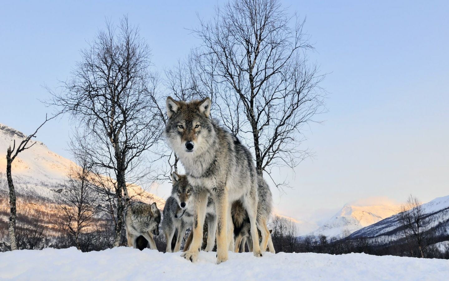 Siberian Husky, wolf, snow, nature, winter, cold temperature