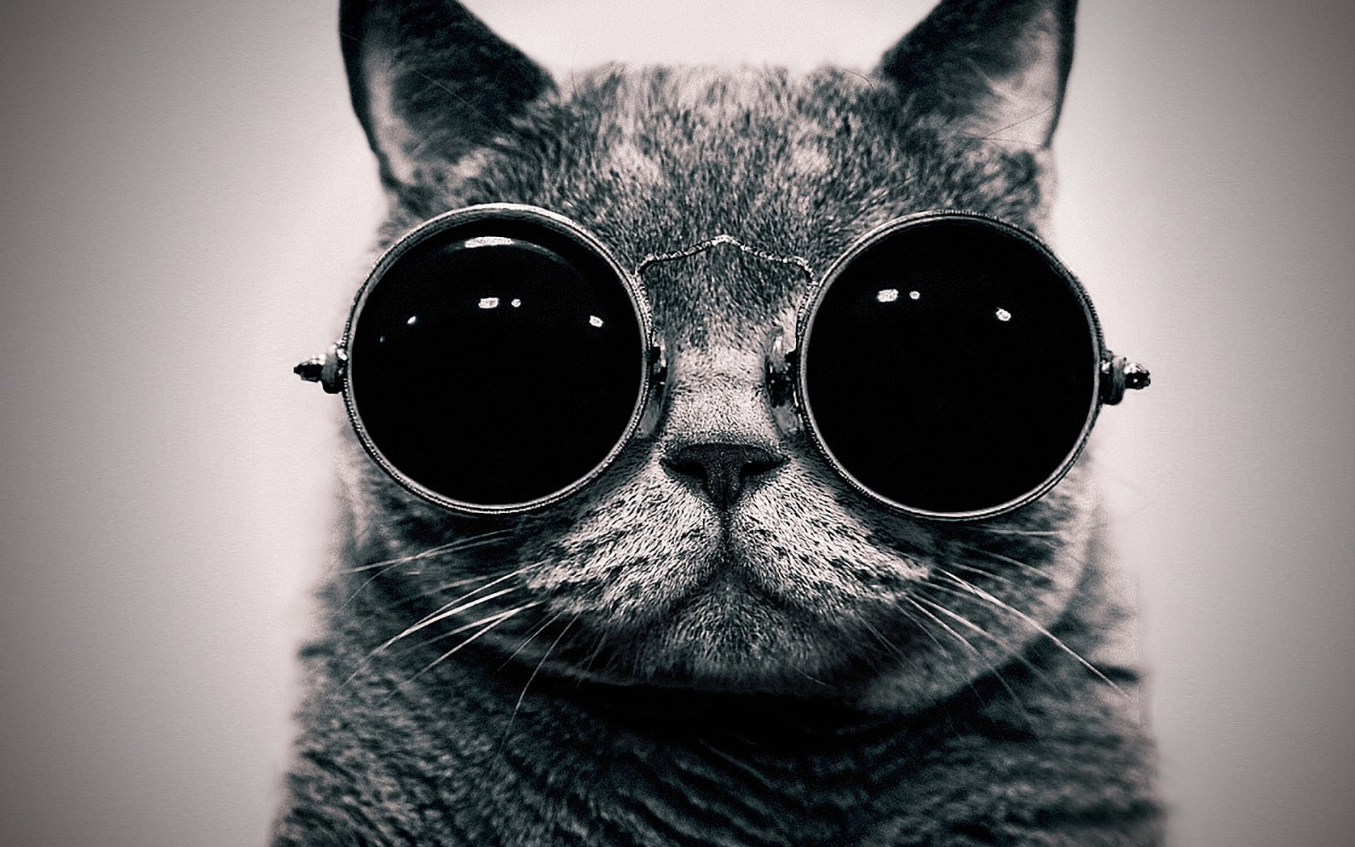 Cat With Cool Sunglasses, Animals