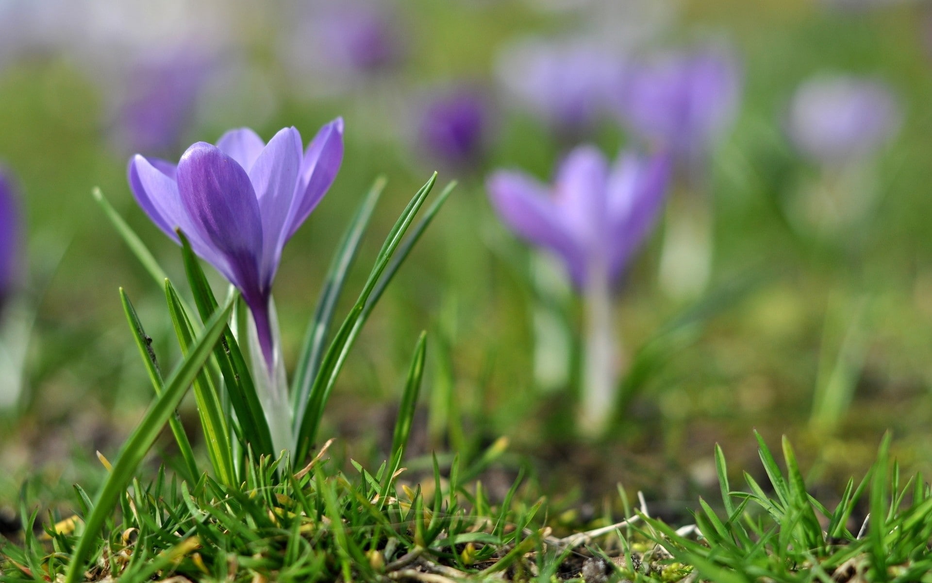 Flowers, Crocus