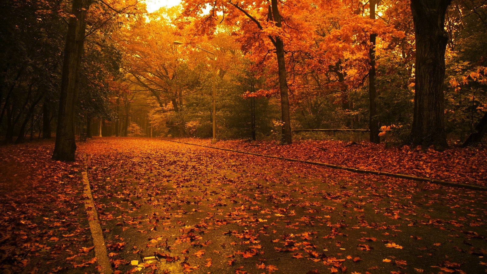 trees autumn rain roads maple leaf season 1600x900  Nature Seasons HD Art
