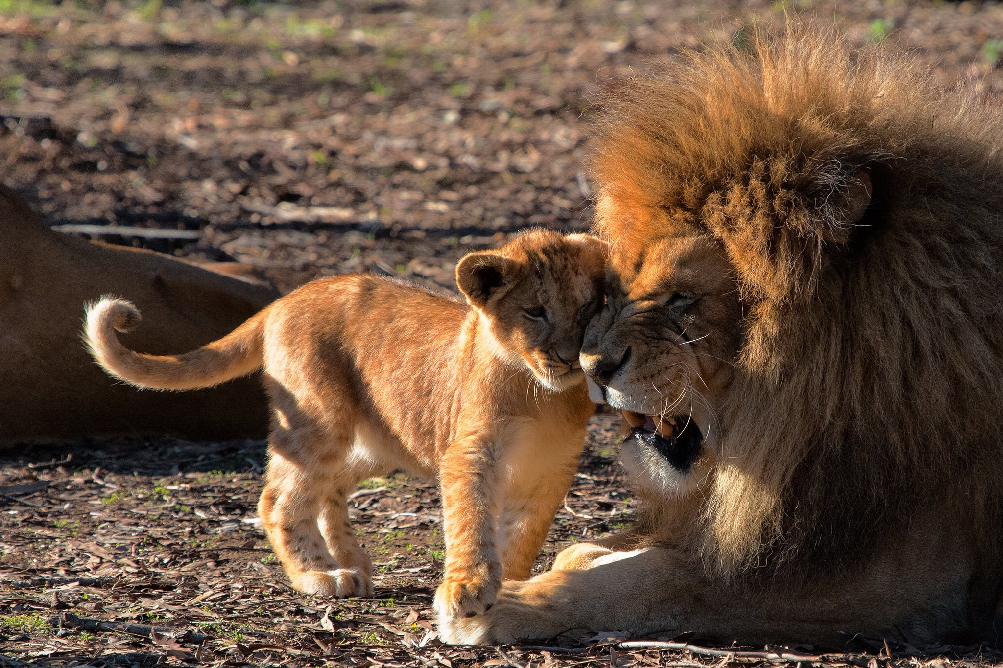 love, Leo, cub, lions, fatherhood