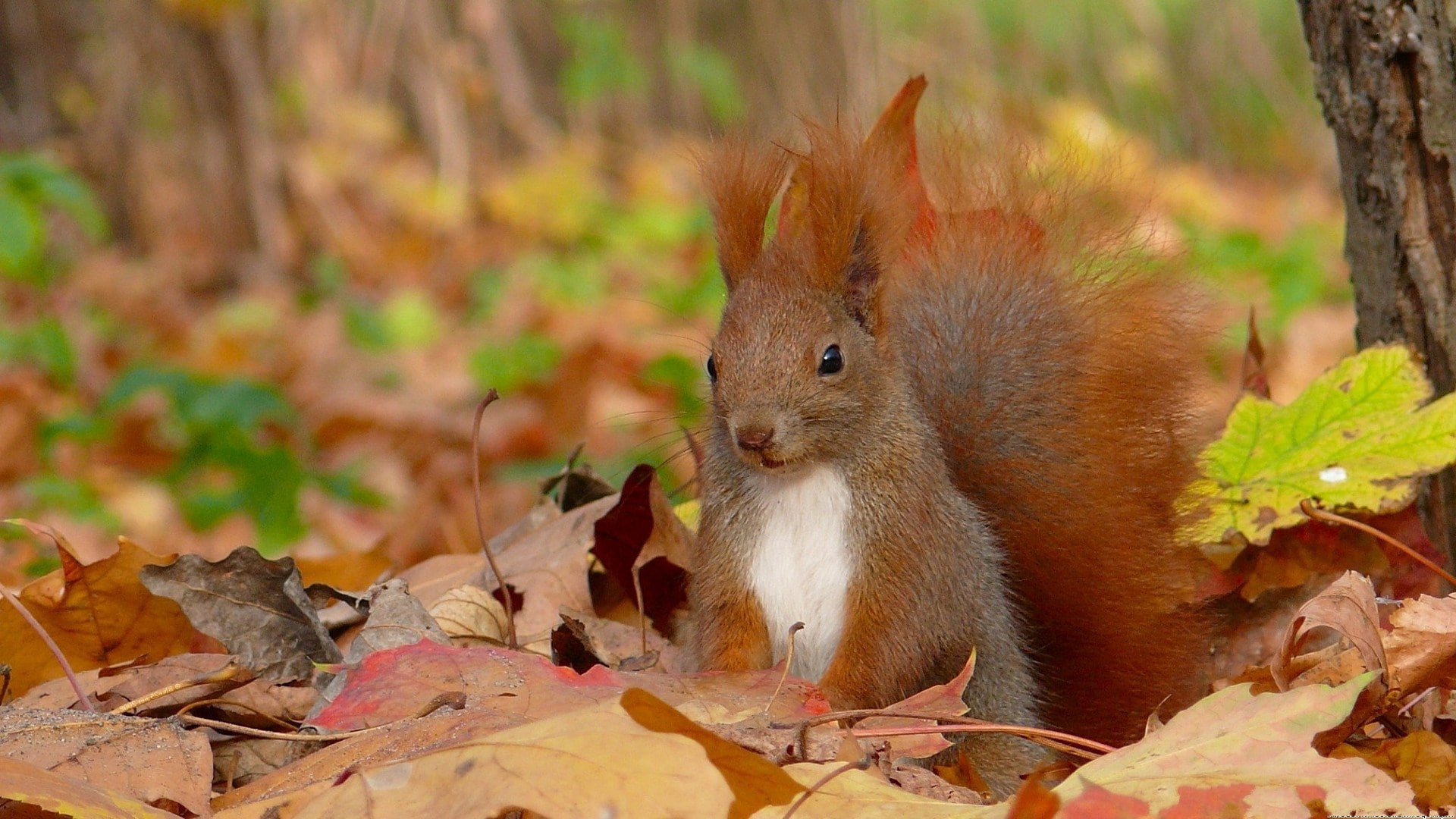 squirrel
