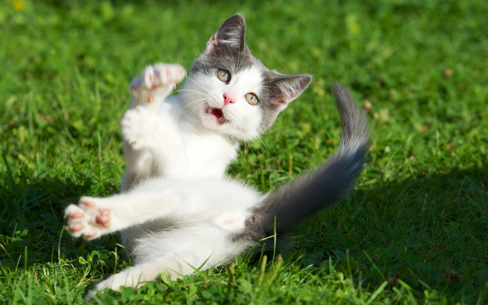 Kitten surprised expression, grass