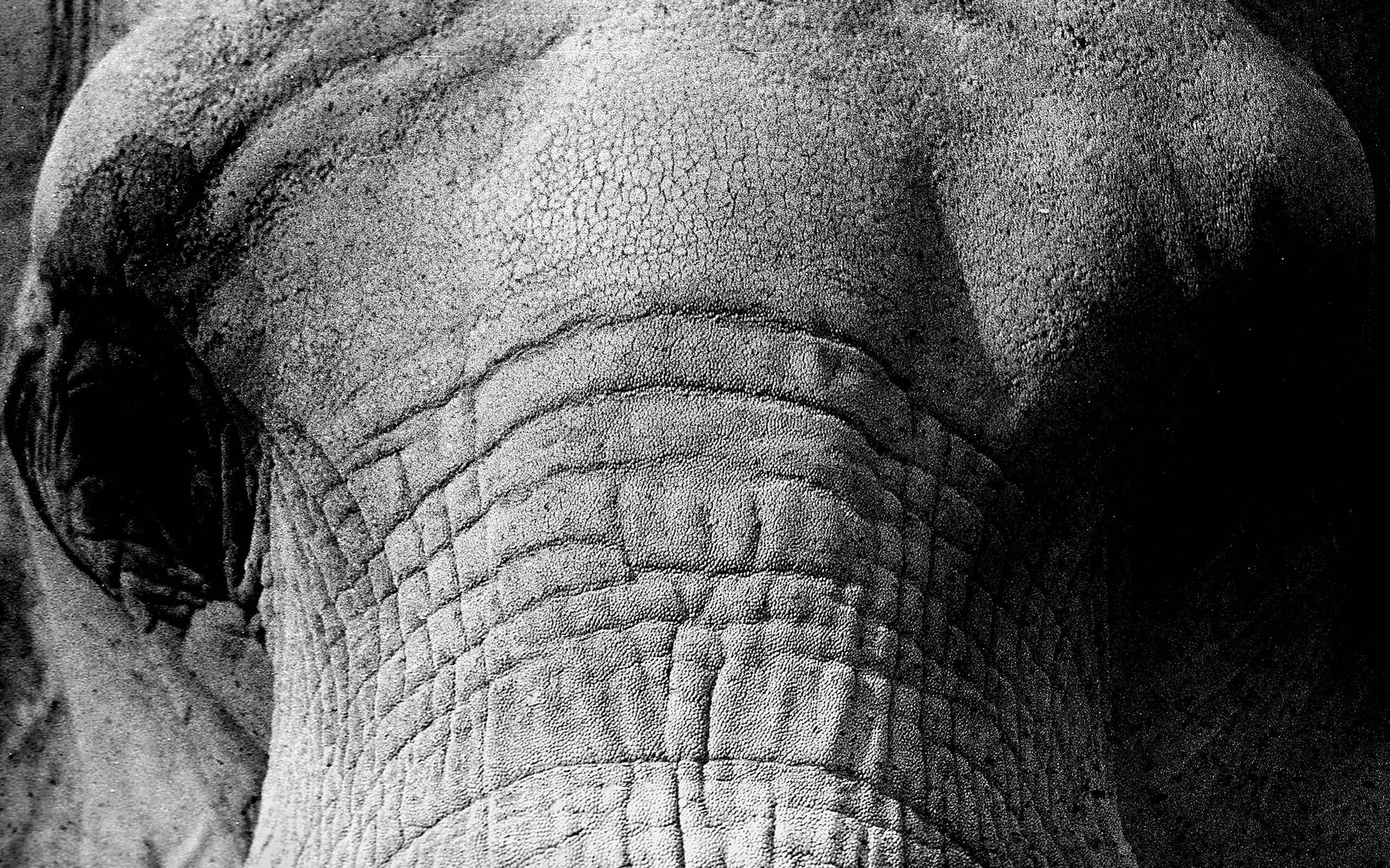 nature, elephant, close-up, one animal, animal themes, animal skin