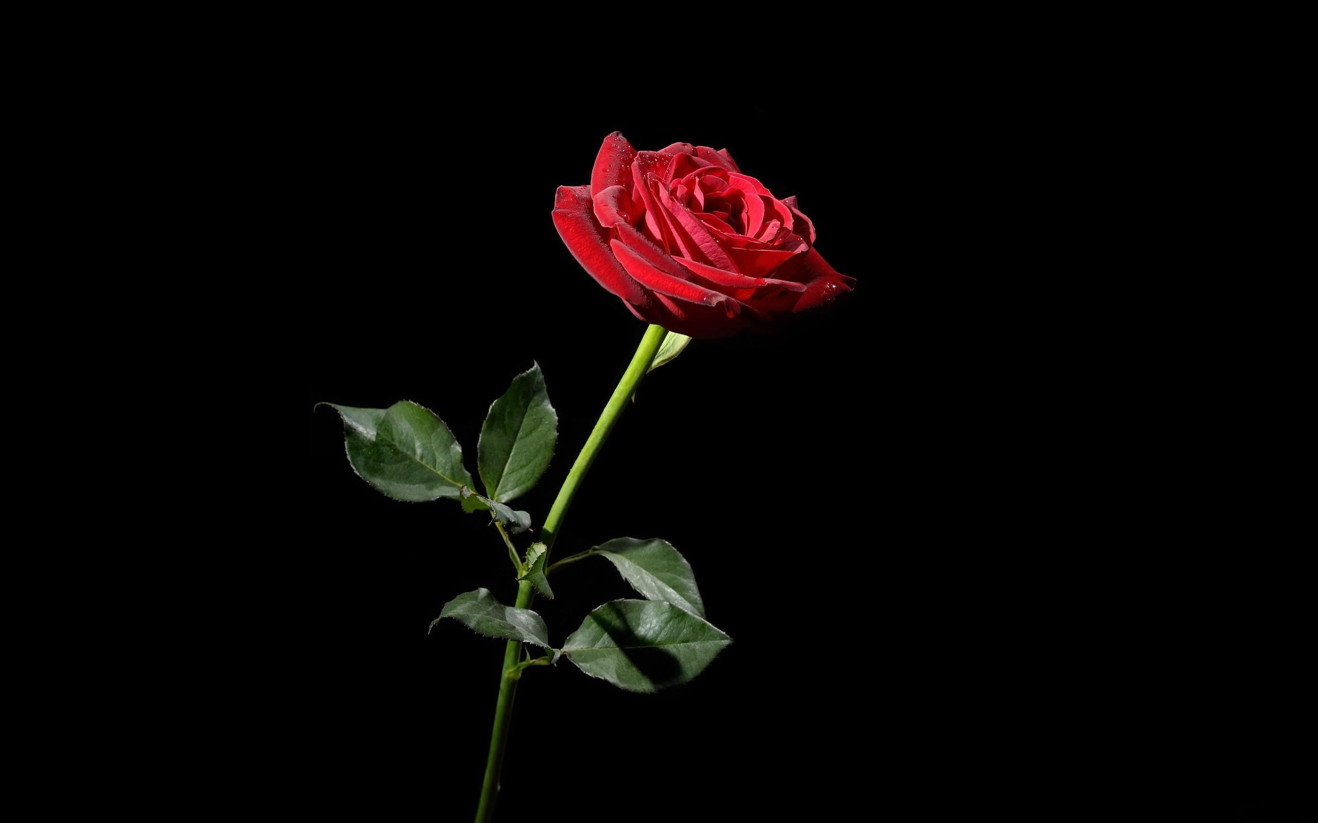 red rose, flower, black background, rose - Flower, nature, plant