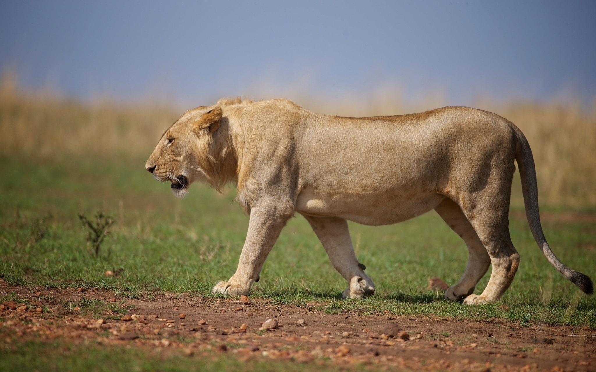 Lion wild cat, lioness, predator