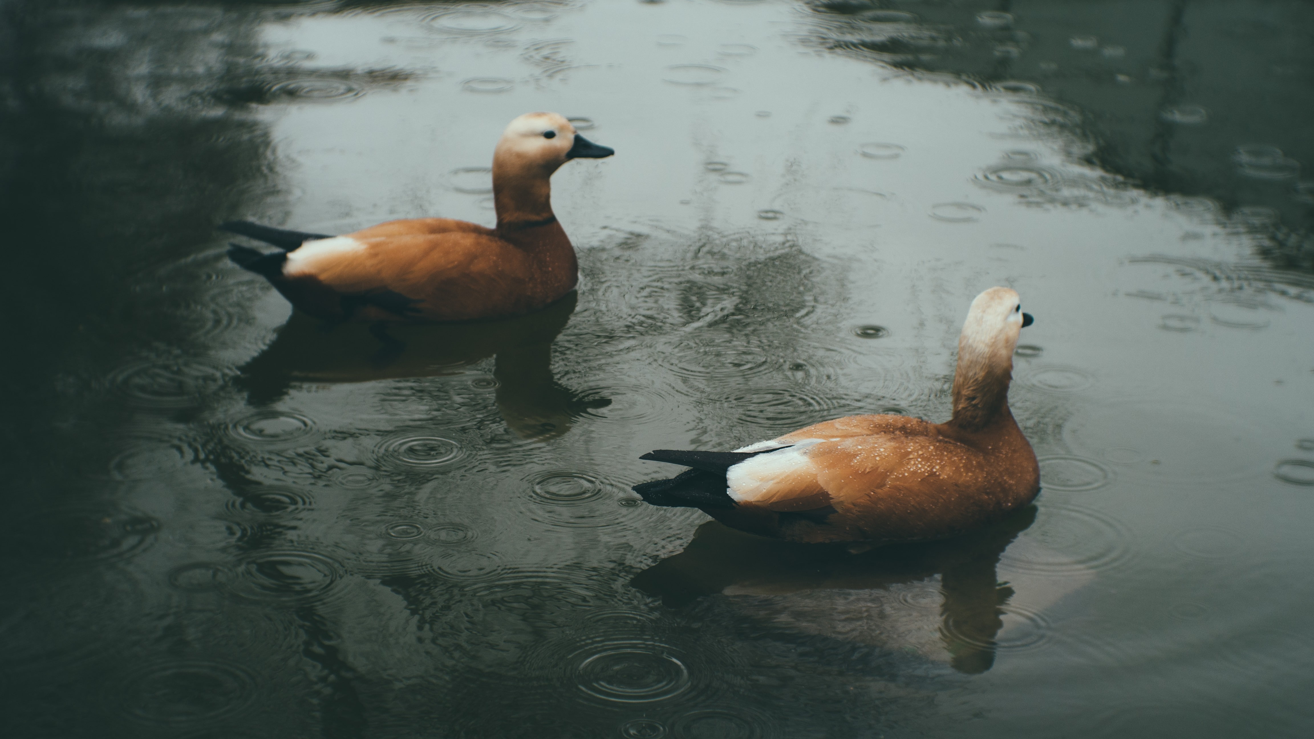 nature, duck, rain, water drops, animal themes, lake, bird
