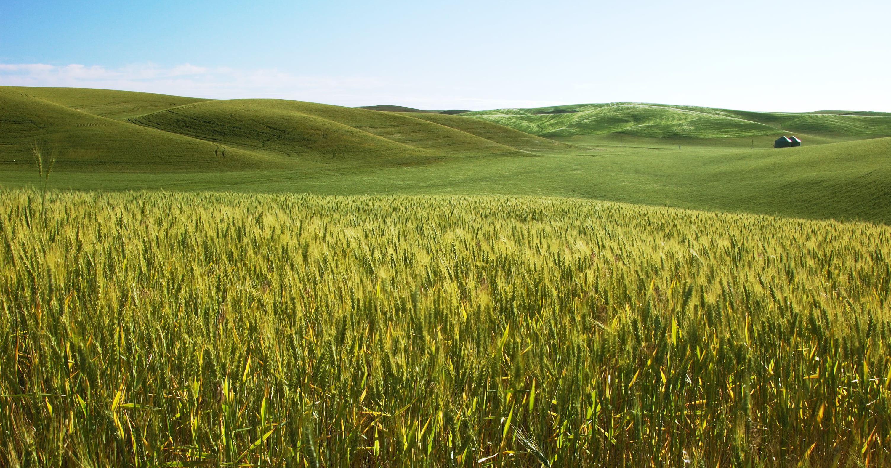 landscape photo of green gras, palouse, rural, fields, nikon  d70s
