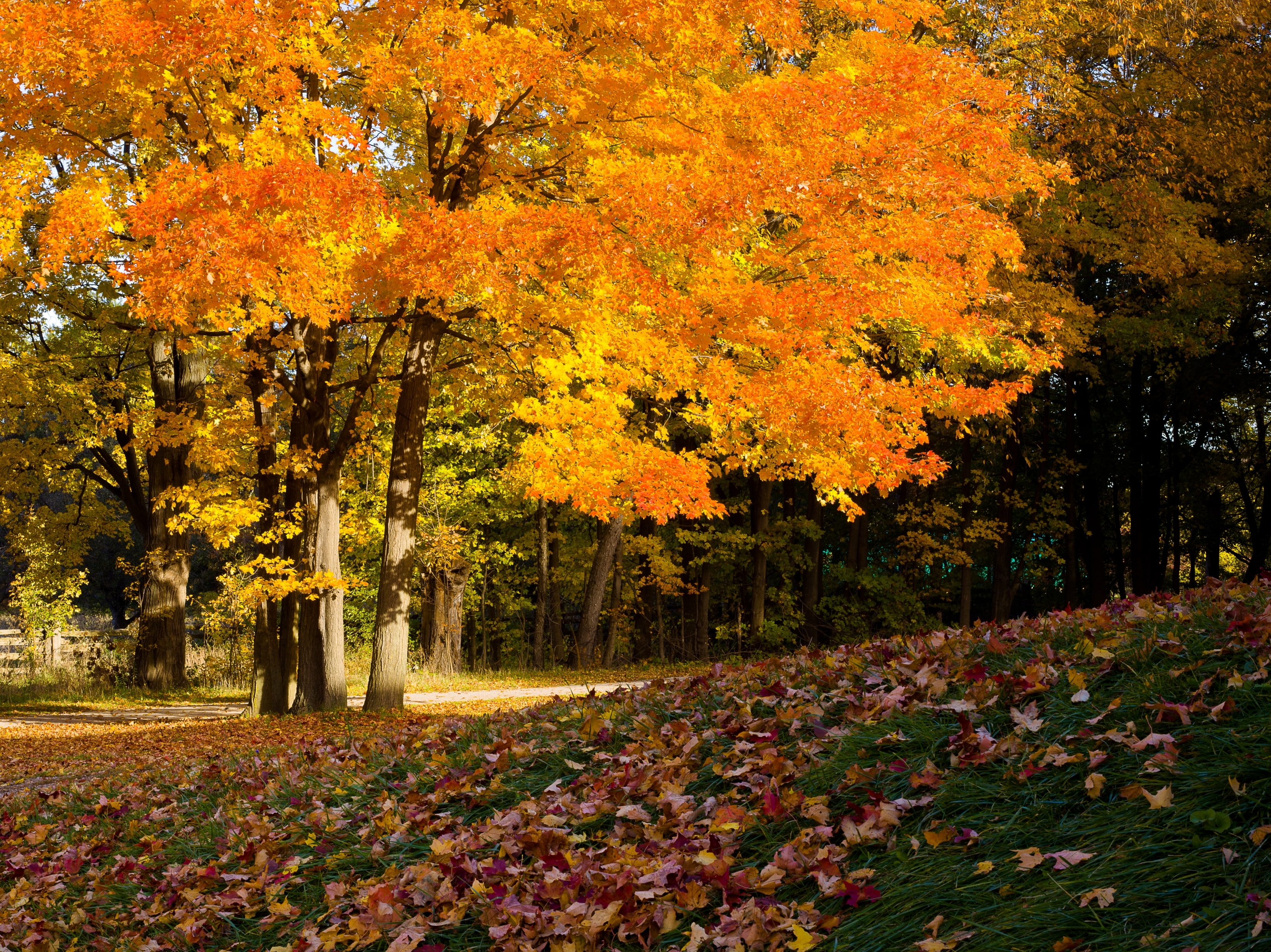 orange leafed tree, trees, foliage, autumn colors, autumn ahead
