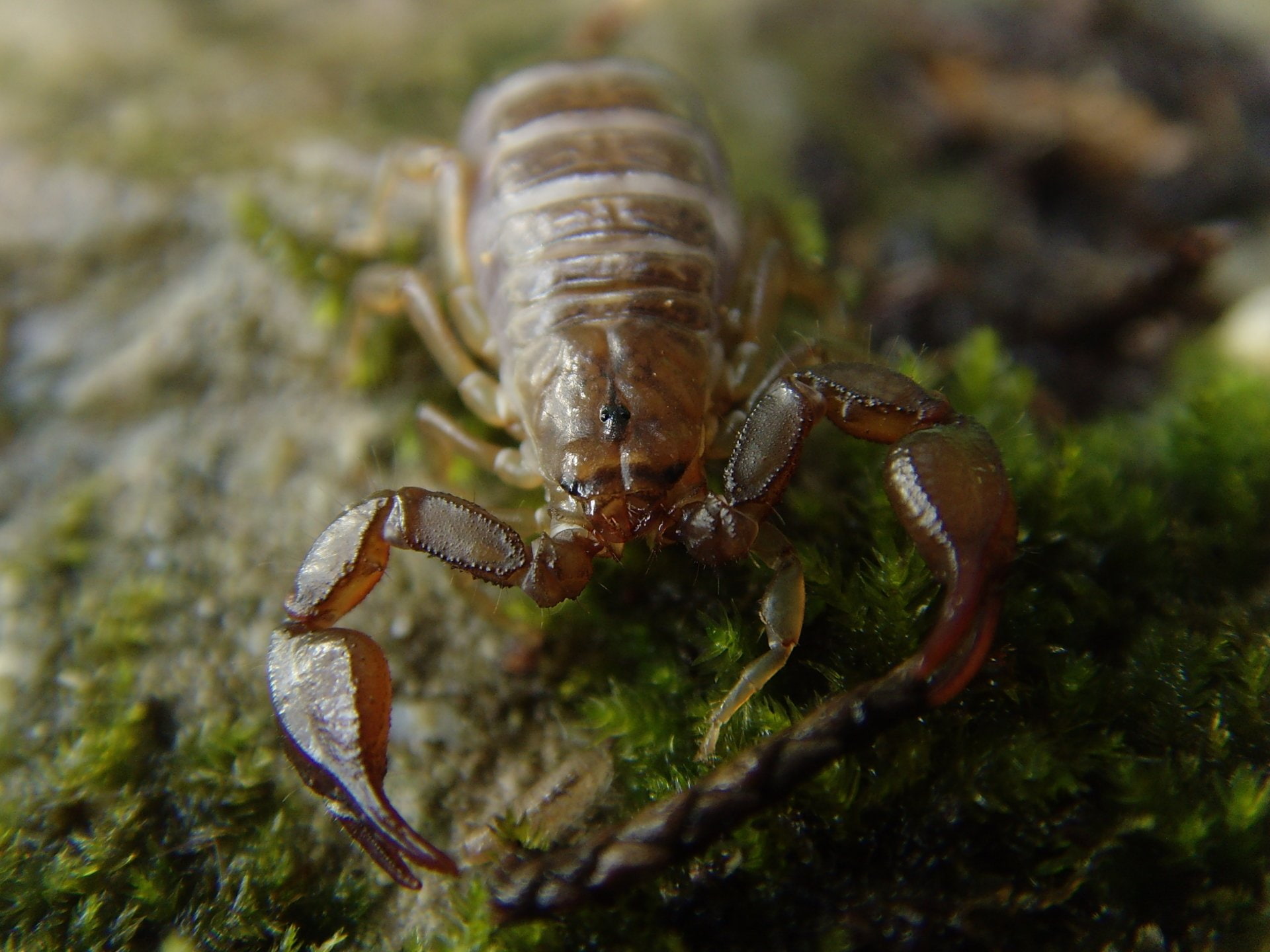 Animal, Scorpion
