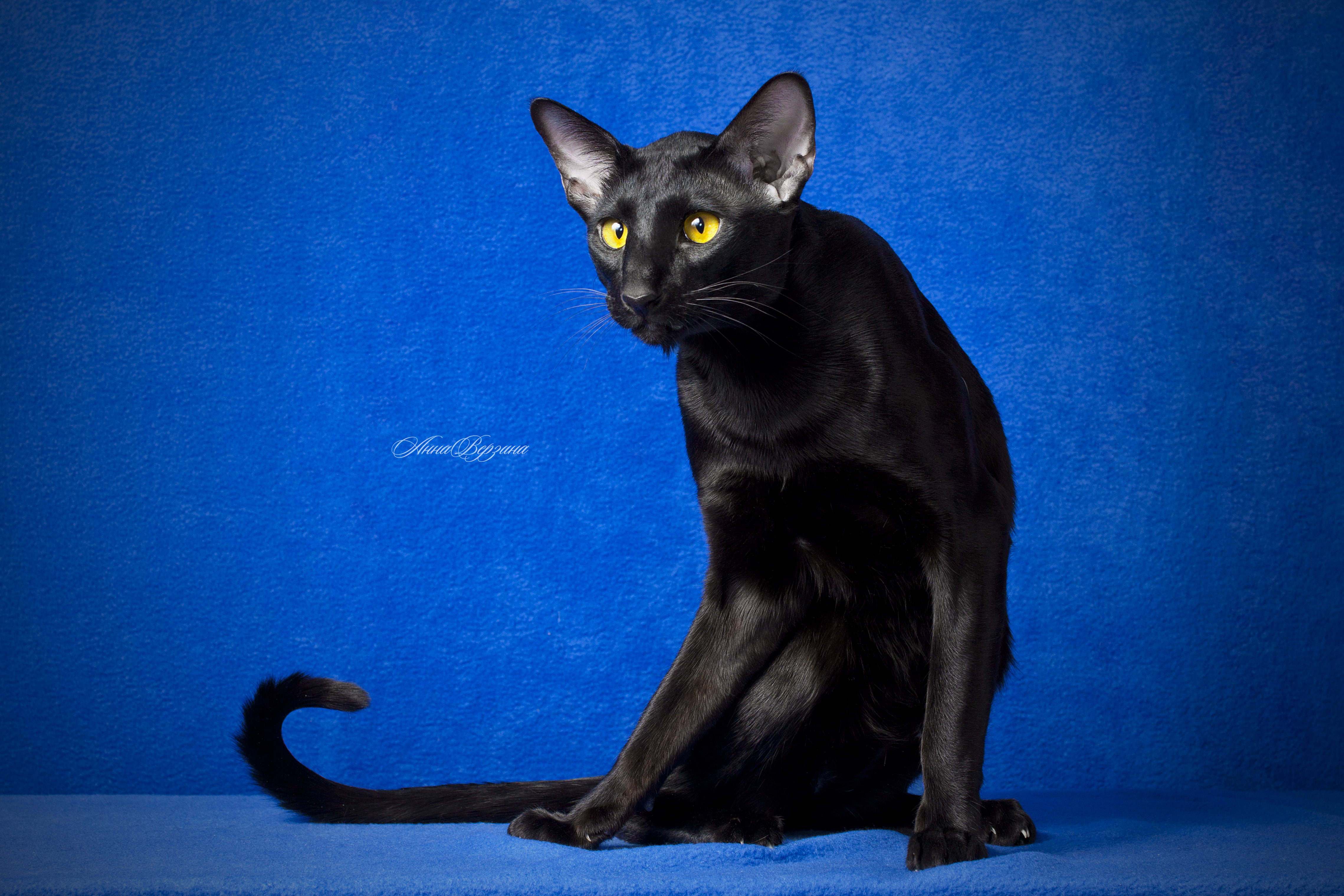 short-furred black cat, eyes, look, blue background, Oriental