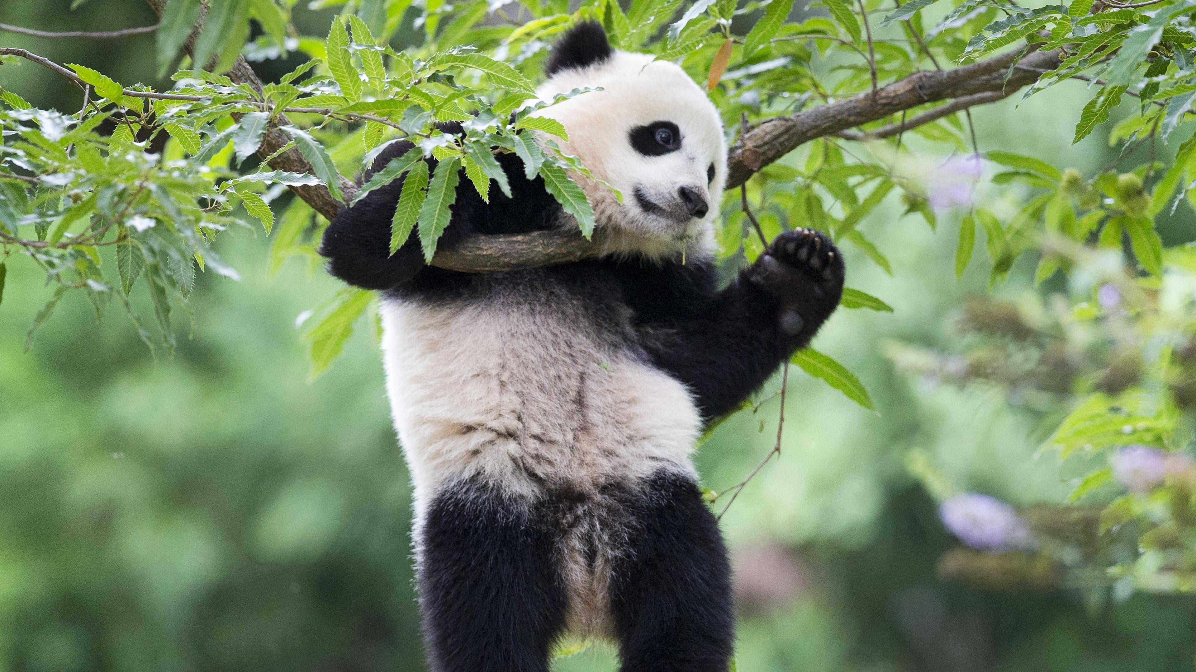 giant panda, fauna, bear, bao bao, snout, bamboo, wildlife